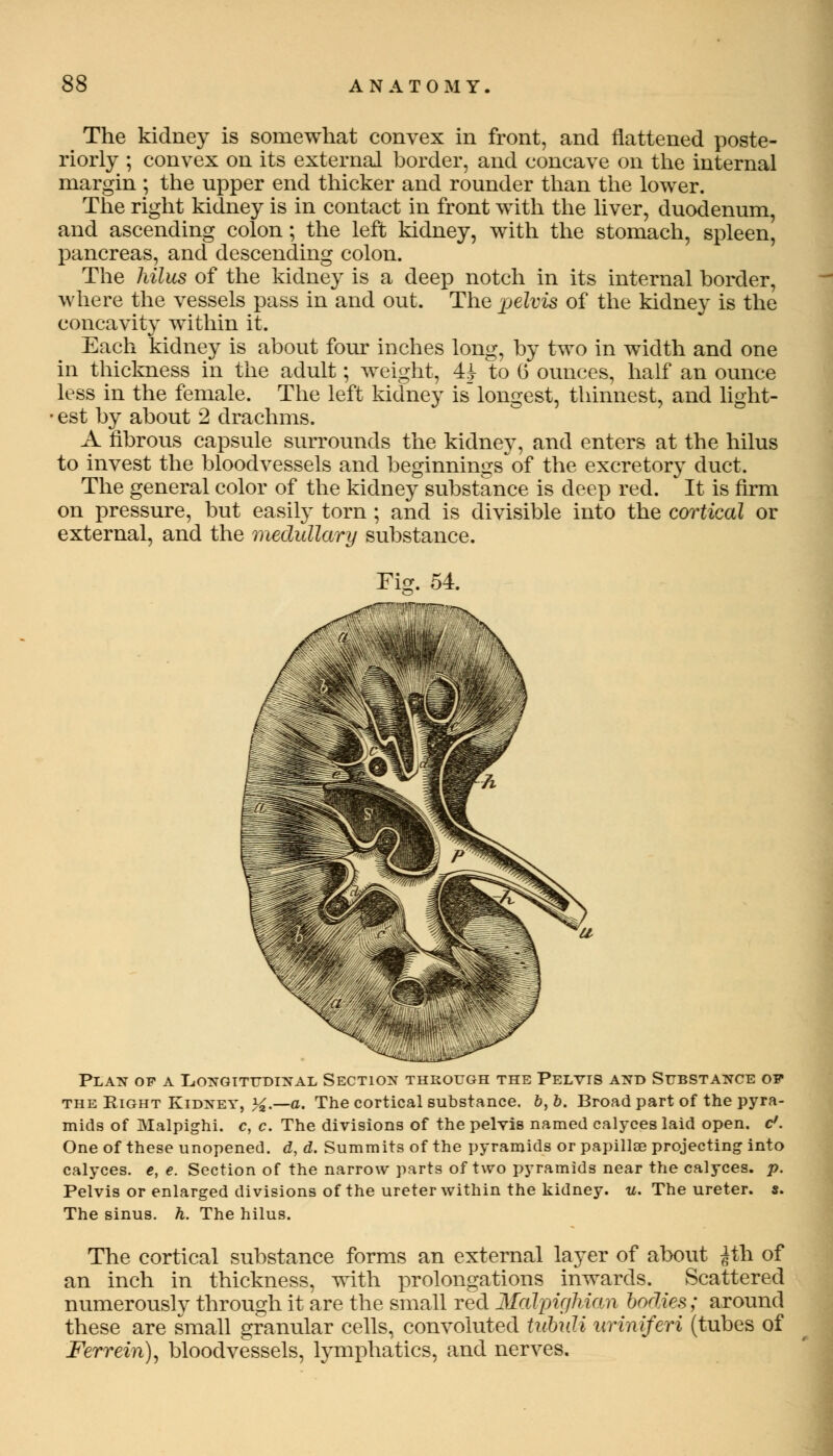 The kidney is somewhat convex in front, and flattened poste- riorly ; convex on its external border, and concave on the internal margin ; the upper end thicker and rounder than the lower. The right kidney is in contact in front with the liver, duodenum, and ascending colon; the left kidney, with the stomach, spleen, pancreas, and descending colon. The hilus of the kidney is a deep notch in its internal border, where the vessels pass in and out. The pelvis of the kidney is the concavity within it. Each kidney is about four inches long, by two in width and one in thickness in the adult; weight, 4^ to 6 ounces, half an ounce less in the female. The left kidney is longest, thinnest, and light- • est by about 2 drachms. A fibrous capsule surrounds the kidney, and enters at the hilus to invest the bloodvessels and beginnings of the excretory duct. The general color of the kidney substance is deep red. It is firm on pressure, but easily torn ; and is divisible into the cortical or external, and the medullary substance. Fig. 54. Plan of a Longitudinal Section through the Pelvis and Substance of the Right Kidney, %.—a. The cortical substance. 6, 6. Broad part of the pyra- mids of Malpighi. c, c. The divisions of the pelvis named calyces laid open. d. One of these unopened, d, d. Summits of the pyramids or papillae projecting into calyces, e, e. Section of the narrow parts of two pyramids near the calyces, p. Pelvis or enlarged divisions of the ureter within the kidney, u. The ureter, s. The sinus, h. The hilus. The cortical substance forms an external layer of about ^th of an inch in thickness, with prolongations inwards. Scattered numerously through it are the small red Malpighian bodies; around these are small granular cells, convoluted tubuli uriniferi (tubes of Ferrein), bloodvessels, lymphatics, and nerves.