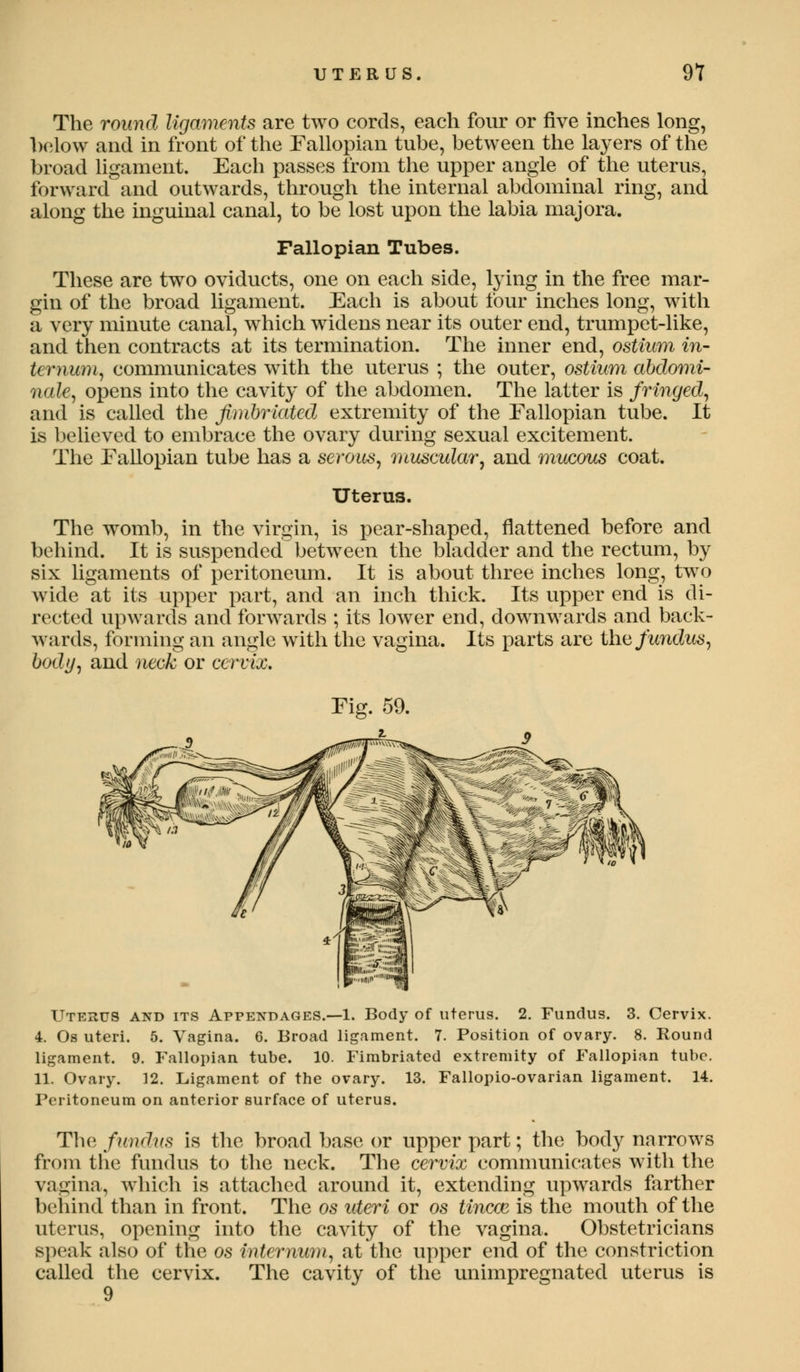 UTERUS. 91 The round ligaments are two cords, each four or five inches long, below and in front of the Fallopian tube, between the layers of the broad ligament. Each passes from the upper angle of the uterus, forward and outwards, through the internal abdominal ring, and along the inguinal canal, to be lost upon the labia majora. Fallopian Tubes. These are two oviducts, one on each side, lying in the free mar- gin of the broad ligament. Each is about four inches long, with a very minute canal, which widens near its outer end, trumpet-like, and then contracts at its termination. The inner end, ostium in- ternum, communicates with the uterus ; the outer, ostium abdomi- nals, opens into the cavity of the abdomen. The latter is fringed, and is called the fimbriated extremity of the Eallopian tube. It is believed to embrace the ovary during sexual excitement. The Eallopian tube has a serous, muscular, and mucous coat. Uterus. The womb, in the virgin, is pear-shaped, flattened before and behind. It is suspended between the bladder and the rectum, by six ligaments of peritoneum. It is about three inches long, two wide at its upper part, and an inch thick. Its upper end is di- rected upwards and forwards ; its lower end, downwards and back- wards, forming an angle with the vagina. Its parts are the fundus, body, and neck or cervix. Fig. 59. Uterus and its Appendages.—1. Body of uterus. 2. Fundus. 3. Cervix. 4. Os uteri. 5. Vagina. 6. Broad ligament. 7. Position of ovary. 8. Round ligament. 9. Fallopian tube. 10. Fimbriated extremity of Fallopian tube. 11. Ovary. 12. Ligament of the ovary. 13. Fallopio-ovarian ligament. Peritoneum on anterior surface of uterus. 14. The fundus is the broad base or upper part; the bod}' narrows from the fundus to the neck. The cervix communicates with the vagina, which is attached around it, extending upwards farther behind than in front. The os uteri or os tincce is the mouth of the uterus, opening into the cavity of the vagina. Obstetricians speak also of the os internum, at the upper end of the constriction called the cervix. The cavity of the unimpregnated uterus is 9