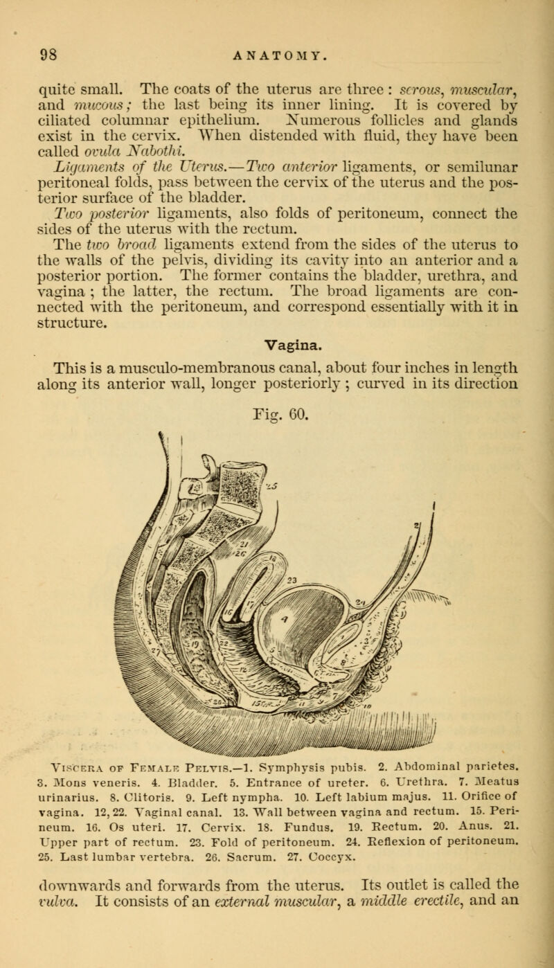 quite small. The coats of the uterus are three : serous, muscular, and mucous; the last being its inner lining. It is covered by ciliated columnar epithelium. Xumerous follicles and glands exist in the cervix. When distended with fluid, they have been called ovula Nabothi. Ligaments of the Z^terus.—Two anterior ligaments, or semilunar peritoneal folds, pass between the cervix of the uterus and the pos- terior surface of the bladder. Two posterior ligaments, also folds of peritoneum, connect the sides of the uterus with the rectum. The two broad ligaments extend from the sides of the uterus to the walls of the pelvis, dividing its cavity into an anterior and a posterior portion. The former contains the bladder, urethra, and vagina ; the latter, the rectum. The broad ligaments are con- nected with the peritoneum, and correspond essentially with it in structure. Vagina. This is a musculo-membranous canal, about four inches in length along its anterior wall, longer posteriorly ; curved in its direction Fig. 60. Viscera of Female Pelvts.—1. Symphysis pubis. 2. Abdominal parietes. 3. Mods veneris. 4. Bladder. 5. Entrance of ureter. 6. Urethra. 7. Meatus urinarius. 8. Clitoris. 9. Left nympha. 10. Left labium majus. 11. Orifice of vagina. 12,22. Vaginal canal. 13. Wall between vagina and rectum. 15. Peri- neum. 16. Os uteri. 17. Cervix. 18. Fundus. 19. Rectum. 20. Anus. 21. Upper part of rectum. 23. Fold of peritoneum. 24. Reflexion of peritoneum. 25. Last lumbar vertebra. 26. Sacrum. 27. Coccyx. downwards and forwards from the uterus. Its outlet is called the vulva. It consists of an external muscular, a middle erectile, and an