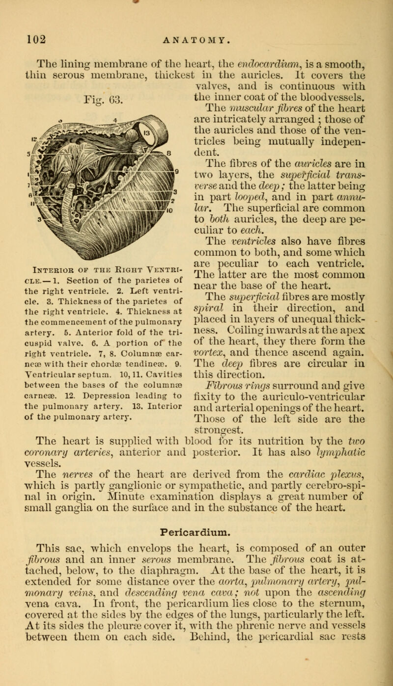 Fig. G3. The lining membrane of the heart, the endocardium, is a smooth, thin serous membrane, thickest in the auricles. It covers the valves, and is continuous with the inner coat of the bloodvessels. The muscular fibres of the heart are intricately arranged ; those of the auricles and those of the ven- tricles being mutually indepen- dent. The fibres of the auricles are in two layers, the superficial trans- verse and the deep; the latter being in part looped, and in part annu- lar. The superficial are common to both auricles, the deep are pe- culiar to each. The ventricles also have fibres common to both, and some which are peculiar to each ventricle. The latter are the most common near the base of the heart. The superficial fibres are mostly spiral in their direction, and placed in layers of unequal thick- ness. Coiling inwards at the apex of the heart, they there form the vortex, and thence ascend again. The deep fibres are circular in this direction. Fibrous rings surround and give fixity to the auriculo-ventricular and arterial openings of the heart. Those of the left side are the strongest. The heart is supplied with blood for its nutrition by the two coronary arteries, anterior and posterior. It has also lymphatic vessels. The nerves of the heart are derived from the cardiac plexus, which is partly ganglionic or sympathetic, and partly cerebrospi- nal in origin. Minute examination displa}'S a great number of small ganglia on the surface and in the substance of the heart. Interior of the Eight Ventri- cle.— 1. Section of the parietes of the right ventricle. 2. Left ventri- cle. 3. Thickness of the parietes of the right ventricle. 4. Thickness at the commencement of the pulmonary artery. 5. Anterior fold of the tri- cuspid valve. 6. A portion of the right ventricle. 7, 8. Columnae car- neae with their chordae tendineae. 9. Ventricular septum. 10,11. Cavities between the bases of the columnae carneae. 12. Depression leading to the pulmonary artery. 13. Interior of the pulmonary artery. Pericardium. This sac, which envelops the heart, is composed of an outer fibrous and an inner serous membrane. The fibrous coat is at- tached, below, to the diaphragm. At the base of the heart, it is extended for some distance over the aorta, pulmonary artery, pul- monary veins, and descending vena cava; not upon the ascending vena cava. In front, the pericardium lies close to the sternum, covered at the sides by the edges of the lungs, particularly the left. At its sides the pleura? cover it, with the phrenic nerve and vessels between them on each side. Behind, the pericardial sac rests