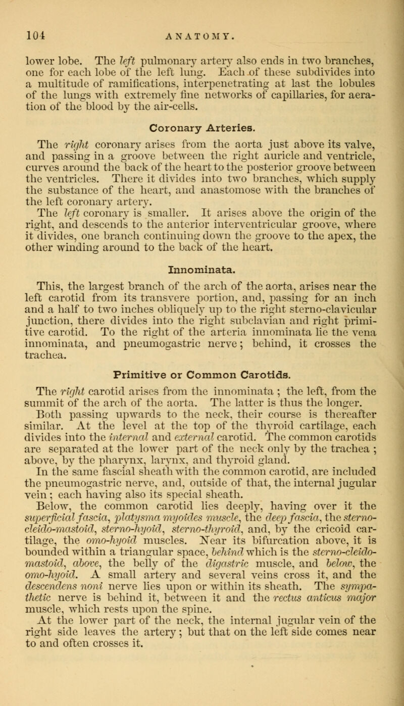 lower lobe. The left pulmonary artery also ends in two branches, one for each lobe of the left lung. Each of these subdivides into a multitude of ramifications, interpenetrating at last the lobules of the lungs with extremely fine networks of capillaries, for aera- tion of the blood by the air-cells. Coronary Arteries. The right coronary arises from the aorta just above its valve, and passing in a groove between the right auricle and ventricle, curves around the back of the heart to the posterior groove between the ventricles. There it divides into two branches, which supply the substance of the heart, and anastomose with the branches of the left coronary artery. The left coronary is smaller. It arises above the origin of the right, and descends to the anterior interventricular groove, where it divides, one branch continuing down the groove to the apex, the other winding around to the back of the heart. Innominata. This, the largest branch of the arch of the aorta, arises near the left carotid from its transvere portion, and, passing for an inch and a half to two inches obliquely up to the right sterno-clavicular junction, there divides into the right subclavian and right primi- tive carotid. To the right of the arteria innominata lie the vena innominata, and pneumogastric nerve; behind, it crosses the trachea. Primitive or Common Carotids. The right carotid arises from the innominata ; the left, from the summit of the arch of the aorta. The latter is thus the longer. Both passing upwards to the neck, their course is thereafter similar. At the level at the top of the thyroid cartilage, each divides into the interned and external carotid. The common carotids are separated at the lower part of the neck only by the trachea ; above, by the pharynx, larynx, and thyroid gland. In thesame fascial sheath with the common carotid, are included the pneumogastric nerve, and, outside of that, the internal jugular vein ; each having also its special sheath. Below, the common carotid lies deeply, having over it the superficial fascia, platysma my aides muscle, the deep fascia, thesterna- cleida-mastoid, sterno-hyoid, sternothyroid, and, by the cricoid car- tilage, the ama-hyaid muscles. ^sTear its bifurcation above, it is bounded within a triangular space, behind which is the sternn-deido- mastoid, above, the belly of the digastric muscle, and below, the ama-hyaid. A small artery and several veins cross it, and the descendens nani nerve lies upon or within its sheath. The sympa- thetic nerve is behind it, between it and the rectus anticus major muscle, which rests upon the spine. At the lower part of the neck, the internal jugular vein of the right side leaves the artery; but that on the left side comes near to and often crosses it.