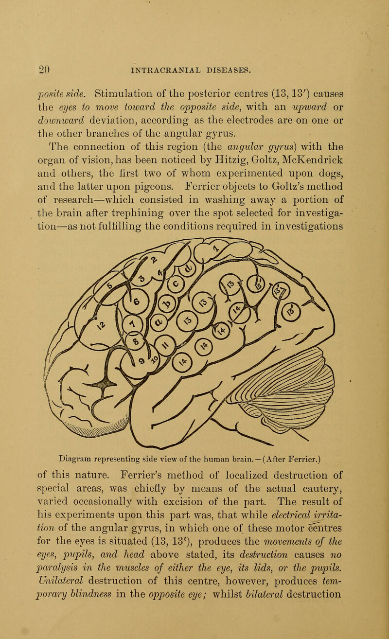 posite side. Stimulation of the posterior centres (13,13') causes the eyes to move toward the opposite side, with an upward or downward deviation, according as the electrodes are on one or the other branches of the angular gyrus. The connection of this region (the angular gyrus) with the organ of vision, has been noticed by Hitzig, Goltz, McKendrick and others, the first two of whom experimented upon dogs, and the latter upon pigeons. Ferrier objects to Goltz's method of research—which consisted in washing away a portion of the brain after trephining over the spot selected for investiga- tion—as not fulfilling the conditions required in investigations Diagram representing side view of the human brain. —(After Ferrier.) of this nature. Ferrier's method of localized destruction of special areas, was chiefly by means of the actual cautery, varied occasionally with excision of the part. The result of his experiments upon this part was, that while electrical irrita- tion of the angular gyrus, in which one of these motor centres for the eyes is situated (13, 13'), produces the movements of the eyes,- pupils, and head above stated, its destruction causes no paralysis in the muscles of either the eye, its lids, or the pupils. Unilateral destruction of this centre, however, produces tem- porary blindness in the opposite eye; whilst bilateral destruction