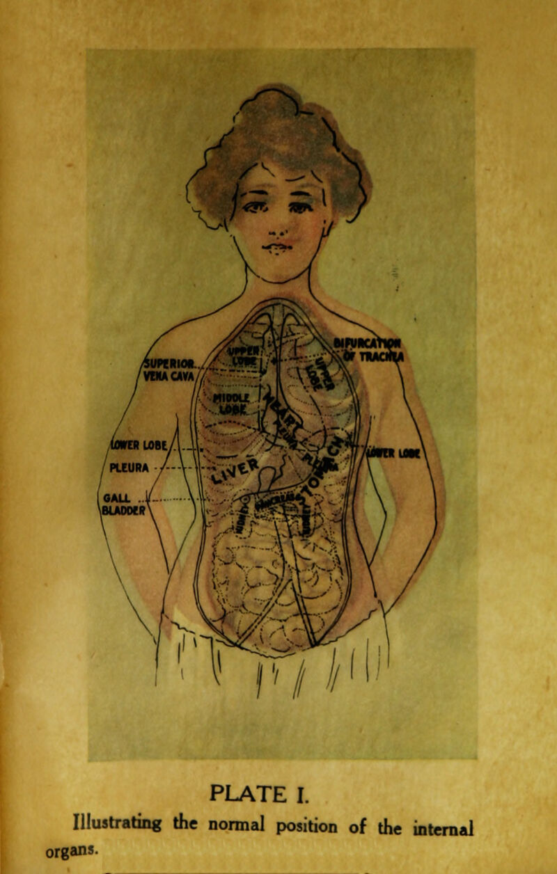 ■.wv .-^^ PLATE I. Illustrating the normal position of the internal organs.