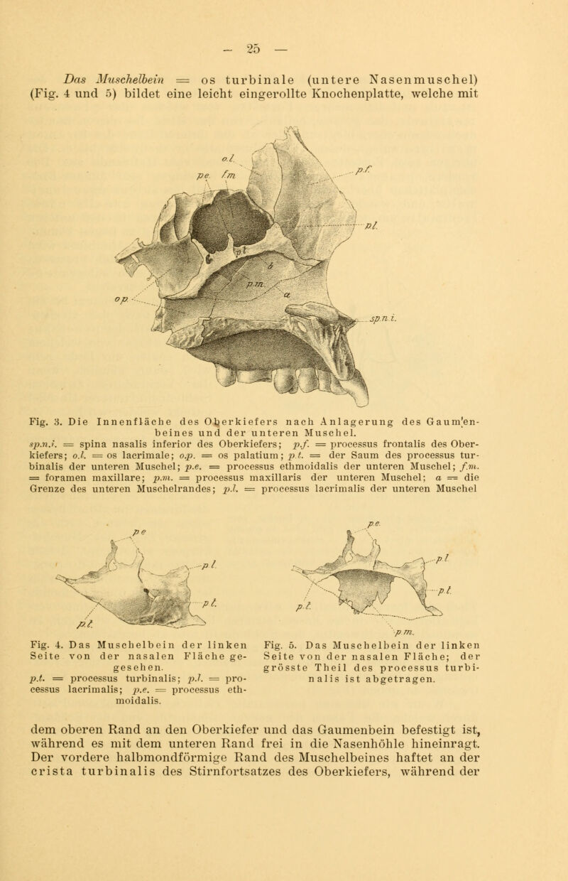 Das Muschelbein = os turbinale (untere Nasenmuschel) (Fig. 4 und 5) bildet eine leicht eingerollte Knochenplatte, welche mit Fig. 3. Die Innenfläche des Oberkiefers nach Anlagerung des Gaumen- beines und der unteren Muschel. sp.n.i. = spina nasalis inferior des Oberkiefers; p.f. = processus frontalis des Ober- kiefers; o.l. = os lacrimale; o.p. = os palatium; p.t. = der Saum des processus tur- binalis der unteren Muschel; p.e. = processus ethmoidalis der unteren Muschel; f.vi. = foramen maxillare; p.m. = processus maxillaris der unteren Muschel; a = die Grenze des unteren Muschelrandes; p.l. = processus lacrimalis der unteren Muschel v. Pl P?. p.t. Fig. 4. Das Muschelbein der linken Seite von der nasalen Fläche ge- gesehen. p.t. = processus turbinalis; p.l. = pro- cessus lacrimalis; p.e. = processus eth- moidalis. p m. Fig. 5. Das Muschelbein der linken Seite von der nasalen Fläche; der grösste Theil des processus turbi- nalis ist abgetragen. dem oberen Rand an den Oberkiefer und das Gaumenbein befestigt ist, während es mit dem unteren Rand frei in die Nasenhöhle hineinragt. Der vordere halbmondförmige Rand des Muschelbeines haftet an der crista turbinalis des Stirnfortsatzes des Oberkiefers, während der