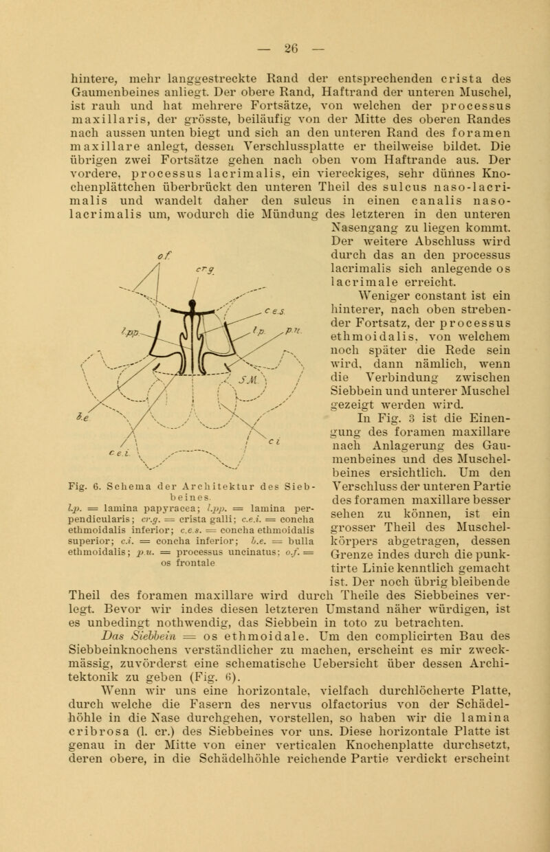 hintere, mehr langgestreckte Rand der entsprechenden crista des Gaumenbeines anliegt. Der obere Rand, Haftrand der unteren Muschel, ist rauh und hat mehrere Fortsätze, von welchen der processus maxillaris, der grösste, beiläufig von der Mitte des oberen Randes nach aussen unten biegt und sich an den unteren Rand des foramen maxillare anlegt, dessen Verschlussplatte er theilweise bildet. Die übrigen zwei Fortsätze gehen nach oben vom Haftrande aus. Der vordere, processus lacrimalis, ein viereckiges, sehr dünnes Kno- chenplättchen überbrückt den unteren Theil des sulcus naso-lacri- malis und wandelt daher den sulcus in einen canalis naso- lacrimalis um, wodurch die Mündung des letzteren in den unteren Xasenoang zu liegen kommt. Der weitere Abschluss wird durch das an den processus lacrimalis sich anlegende os lacrimale erreicht. Weniger constant ist ein hinterer, nach oben streben- der Fortsatz, der processus ethmoidalis. von welchem noch später die Rede sein wird, dann nämlich, wenn die Verbindung zwischen Siebbein und unterer Muschel gezeigt werden wird. In Fig. 3 ist die Einen- gung des foramen inaxillare nach Anlagerung des Gau- menbeines und des Muschel- beines ersichtlich. Um den Verschluss der unteren Partie des foramen maxillare besser sehen zu können, ist ein grosser Theil des Muschel- körpers abgetragen, dessen Grenze indes durch die punk- tirte Linie kenntlich gemacht ist. Der noch übrig bleibende Theil des foramen maxillare wird durch Theile des Siebbeines ver- legt. Bevor wir indes diesen letzteren Umstand näher würdigen, ist es unbedingt nothwendig, das Siebbein in toto zu betrachten. Das Siebbein = os ethmoidale. Um den complicirten Bau des Siebbeinknochens verständlicher zu machen, erscheint es mir zweck- mässig, zuvörderst eine schematische Uebersicht über dessen Archi- tektonik zu geben (Fig. 6). Wenn wir uns eine horizontale, vielfach durchlöcherte Platte, durch welche die Fasern des nervus olfactorius von der Schädel- höhle in die Nase durchgehen, vorstellen, so haben wir die lamina eribrosa (1. er.) des Siebbeines vor uns. Diese horizontale Platte ist genau in der Mitte von einer verticalen Knochenplatte durchsetzt, deren obere, in die Schädelhöhle reichende Partie verdickt erscheint Fig. 6. Schema der Architektur des Sieb- beines. 1.2). = larnina papj-racea; Lpp. = lauiina per- pendicularis; cr.g. = crista galli; c.e.i. = concha ethmoidalis inferior; c.e.s. = concha ethmoidalis superior; c.i. = concha inferior; I.e. = bulla ethmoidalis; p.u. = processus uncinatus: o.f. = os frontale