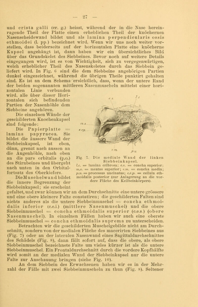 7 ■ ep. und crista galli (er. g.) heisst, während der in die Nase herein- ragende Theil der Platte einen erheblichen Theil der knöchernen Nasenscheidewand bildet und als lamina p erpendicularis ossis ethmoidei (1. pp.) bezeichnet wird. Wenn wir uns noch weiter vor- stellen, dass beiderseits auf der horizontalen Platte eine knöcherne Kapsel angehängt ist, dann haben wir ein übersichtliches Bild über das Grundskelet des Siebbeines. Bevor noch auf weitere Details eingegangen wird, ist es von Wichtigkeit, sich zu vergegenwärtigen, welch erheblicher Theil des Nasenskeletes durch das Siebbein ge- liefert wird. In Fig. G sind die dem Siebbeine angehörigen Partien dunkel eingezeichnet, während die übrigen Theile punktirt gehalten sind. Es ist an dem Schema ersichtlich, dass, wenn der untere Rand der beiden sogenannten mittleren Nasenmuscheln mittelst einer hori- zontalen Linie verbunden wird, alle über dieser Hori- zontalen sich befindenden Partien der Nasenhöhle dem Siebbeine angehören. Die einzelnen Wände der geschilderten Knochenkapsel sind folgende: Die Papierplatte = lamina papyracea. Sie bildet die äussere Wand der Siebbeinkapsel, ist eben, dünn, grenzt nach aussen an die Augenhöhle, nach oben an die pars orbitalis (p.o.) des Stirnbeines und übergeht nach unten in den Orbital- fortsatz des Oberkiefers. Die Muschel w and bildet die innere Begrenzung der Siebbeinkapsel; sie erscheint gefaltet, und zwar können wir an dem Durchschnitte eine untere grössere und eine obere kleinere Falte constatiren; die geschilderten Falten sind nichts anderes als die untere Siebbeinmuschel = concha ethmoi- dalis inferior (c.e.i.) (mittlere Nasenmuschel) und die obere Siebbeinmuschel — concha ethmoidalis superior (c.e.s.) (obere Nasenmuschel). In einzelnen Fällen haben wir auch eine oberste Siebbeinmuschel = concha ethmoidalis suprema zu unterscheiden. Betrachten wir die geschilderten Muschelgebilde nicht am Durch- schnitt, sondern von der medialen Fläche des macerirten Siebbeines aus (Fig. 7) oder an der lateralen Nasenwand eines Sagittaldurchschnittes des Schädels (Fig. 8), dann fällt sofort auf, dass die obere, als obere Siebbeinmuschel bezeichnete Falte um vieles kürzer ist als die untere Siebbeinmuschel. Ein Frontaldurchschnitt durch die vordere Kopfhälfte wird somit an der medialen Wand der Siebbeinkapsel nur die untere Falte zur Anschauung bringen (siehe Fig. 10). An dem Siebbein des Erwachsenen haben wir es in der Mehr- zahl der Fälle mit zwei Siebbeinmuscheln zu thun (Fig. 8). Seltener pu. Fig. Die der linken mediale W a n d Siebbeinkapsel. Ix. = lamina cribrosa; es. = concha superior; m.s. — meatus superior; cm. = concha media; X>.u. = Processus uncinatus; c.e.p. = cellula eth- moidalis posterior (zur Anlagerung an die vor- dere Fläche des Keilbeinkörpers).