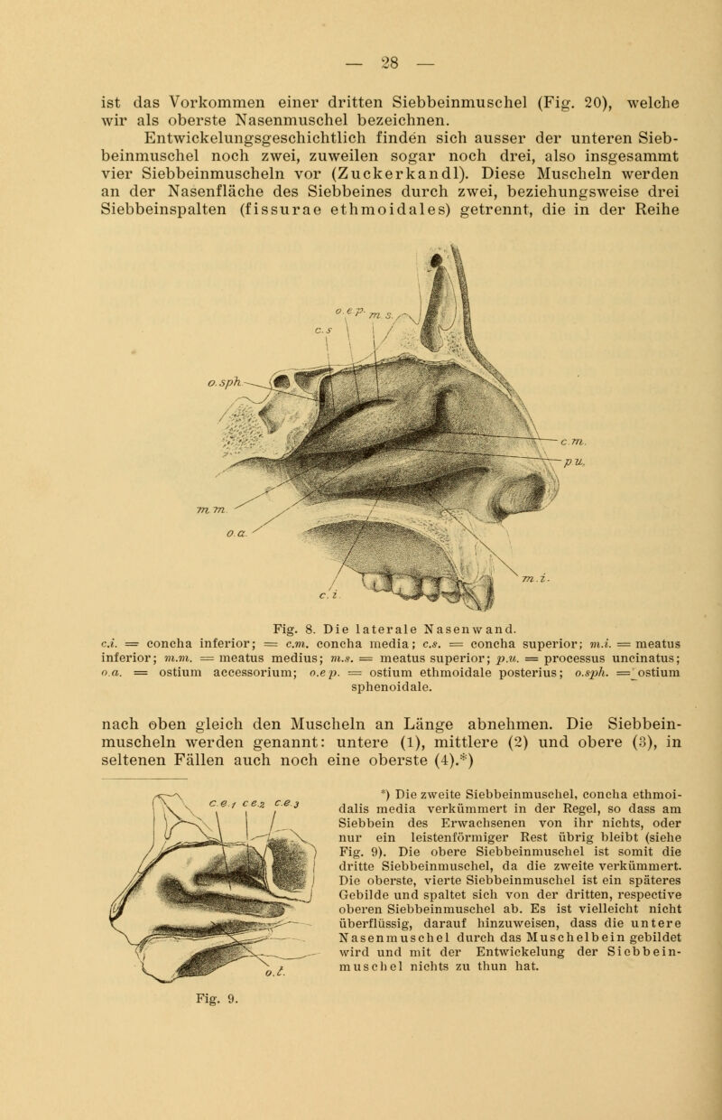 ist das Vorkommen einer dritten Siebbeinmuschel (Fig. 20), welche wir als oberste Nasenmuschel bezeichnen. Entwickelungsgeschichtlich finden sich ausser der unteren Sieb- beinmuschel noch zwei, zuweilen sogar noch drei, also insgesammt vier Siebbeinmuscheln vor (Zuckerkandl). Diese Muscheln werden an der Nasenfläche des Siebbeines durch zwei, beziehungsweise drei Siebbeinspalten (fissurae ethmoidales) getrennt, die in der Reihe o.sph •■^TOy Fig. 8. Die laterale Nasenwand. ca. = concha inferior; = cm. concha media; c.s. = concha superior; m.i. = meatus inferior; m.m. = meatus medius; m.s. = meatus superior; p.u. = processus uncinatus; o.a. = ostium accessorium; o.ep. = ostium ethmoidale posterius; o.sph. =_ostium sphenoidale. nach oben gleich den Muscheln an Länge abnehmen. Die Siebbein- muscheln werden genannt: untere (1), mittlere (2) und obere (3), in seltenen Fällen auch noch eine oberste (4).*) *) Die zweite Siebbeinmuschel, concha ethmoi- dalis media verkümmert in der Regel, so dass am Siebbein des Erwachsenen von ihr nichts, oder nur ein leistenförmiger Rest übrig bleibt (siehe Fig. 9). Die obere Siebbeinmuschel ist somit die dritte Siebbeinmuschel, da die zweite verkümmert. Die oberste, vierte Siebbeinmuschel ist ein späteres Gebilde und spaltet sich von der dritten, respective oberen Siebbeinmuschel ab. Es ist vielleicht nicht überflüssig, darauf hinzuweisen, dass die untere Nasenmuschel durch das Muschelbein gebildet wird und mit der Entwickelung der Siebbein- muscbel nichts zu thun hat. Fig. 9.