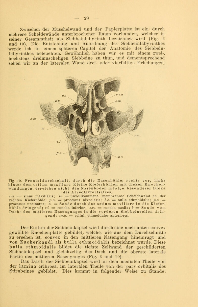 Zwischen der Muschelwand und der Papierplatte ist ein durch mehrere Scheidewände unterbrochener Raum vorhanden, welcher in seiner Gesammtheit als Siebbeinlabyrinth bezeichnet wird (Fig. 6 und 10). Die Entstehung und Anordnung des Siebbeinlabyrinthes werde ich in einem späteren Capitel der Anatomie des Siebbein- labyrinthes beleuchten. Gewöhnlich haben wir es mit einem zwei-, höchstens dreimuscheligen Siebbeine zu thun, und dementsprechend sehen wir an der lateralen Wand drei- oder vierfaltige Erhebungen. pa pa 's,;^i \i-s' v-— Fig. 10. Frontaldurclischnitt durch die Nasenhöhle; rechts vor, links hinter dem ostium maxillare. Kleine Kieferhöhlen mit dicken Knochen- wandungen, erreichen nicht den Nasenboden infolge besonderer Dicke des Alveolarfortsatzes. s.vi. = sinus maxillaris; m. = unvollkommene membranöse Scheidewand in der rechten Kieferhöhle; p.a. = processus alveolaris; b.e. = bulla ethmoidalis; p.u. =■ Processus uncinatus; a. = Sonde durch das ostium maxillare in die Kiefer- höhle dringend; c.i. = concha inferior; cm. = concha media; b = Sonde vom Dache des mittleren Nasenganges in die vorderen Siebbeinzellen drin- gend; c.e.a. = cellul. ethmoidales anteriores. Der Boden der Siebbeinkapsel wird durch eine nach unten convex gewölbte Knochenplatte gebildet, welche, wie aus dem Durchschnitte zu ersehen ist, convex in den mittleren Nasengang hineinragt und von Zuckerkandl als bulla ethmoidalis bezeichnet wurde. Diese bulla ethmoidalis bildet die tiefste Zellwand der geschilderten Siebbeinkapsel und gleichzeitig das Dach und die oberste laterale Partie des mittleren Nasenganges (Fig. 6 und 10). Das Dach der Siebbeinkapsel wird in dem medialen Theile von der lamina cribrosa, im lateralen Theile von der pars orbitalis des Stirnbeines gebildet. Dies kommt in folgender Weise zu Stande: