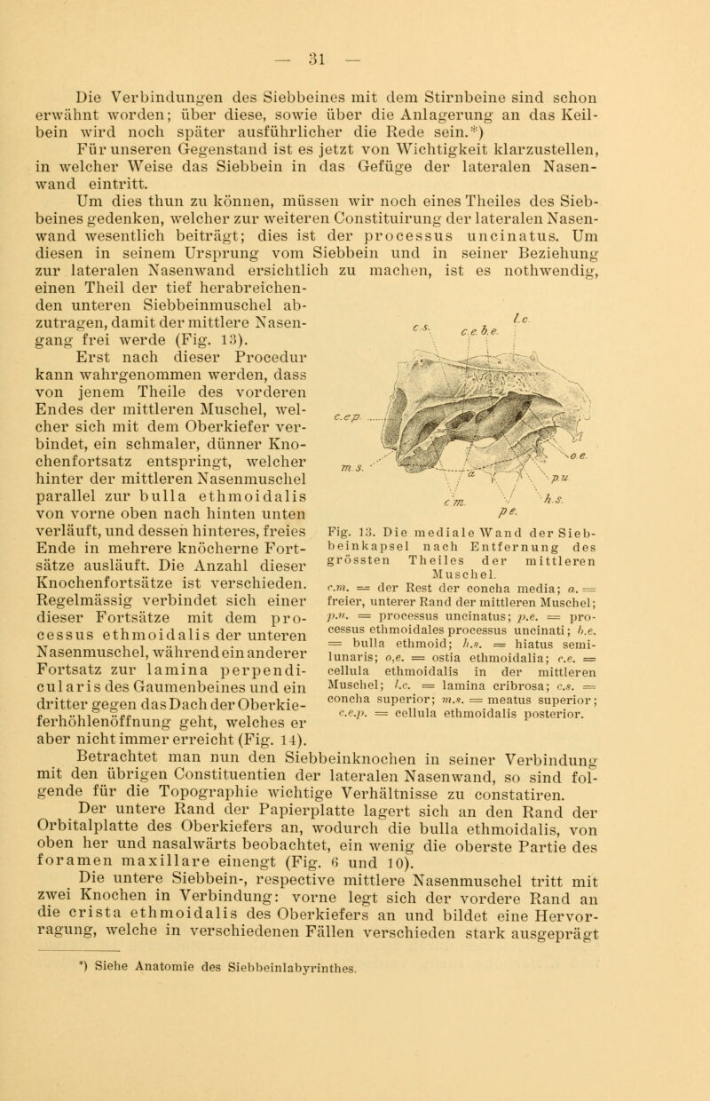 c. e. b. e. Die Verbindungen des Siebbeines mit dem Stirnbeine sind schon erwähnt worden; über diese, sowie über die Anlagerung an das Keil- bein wird noch später ausführlicher die Rede sein.*) Für unseren Gegenstand ist es jetzt von Wichtigkeit klarzustellen, in welcher Weise das Siebbein in das Gefüge der lateralen Nasen- wand eintritt. Um dies thun zu können, müssen wir noch eines Theiles des Sieb- beines gedenken, welcher zur weiteren Constituirung der lateralen Nasen- wand wesentlich beiträgt; dies ist der processus uncinatus. Um diesen in seinem Ursprung vom Siebbein und in seiner Beziehung zur lateralen Nasenwand ersichtlich zu machen, ist es nothwendig, einen Theil der tief herabreichen- den unteren Siebbeinmuschel ab- zutragen, damit der mittlere Nasen- gang frei werde (Fig. 13). Erst nach dieser Procedur kann wahrgenommen werden, dass von jenem Theile des vorderen Endes der mittleren Muschel, wel- cher sich mit dem Oberkiefer ver- bindet, ein schmaler, dünner Kno- chenfortsatz entspringt, welcher hinter der mittleren Nasenmuschel parallel zur bulla ethmoidalis von vorne oben nach hinten unten verläuft, und dessen hinteres, freies Ende in mehrere knöcherne Fort- sätze ausläuft. Die Anzahl dieser Knochenfortsätze ist verschieden. Regelmässig verbindet sich einer dieser Fortsätze mit dem Pro- cessus ethmoidalis der unteren Nasenmuschel, während ein anderer Fortsatz zur lamina perpendi- cularis des Gaumenbeines und ein dritter gegen das Dach der Oberkie- ferhöhlenöffnung geht, welches er c. ep. - U^J:_ ■ p.u h.S. pe. Fig. 13. Die mediale Wand der Sieb- beinkapsel nach Entfernung des grössten Theiles der mittleren Muschel. cm. = der Rest der concha media; a. = freier, unterer Rand der mittleren Muschel; p.u. = processus uncinatus; p.e. = Pro- cessus ethmoidales processus uncinati; h.e. = bulla ethmoid; h.a. = hiatus semi- lunaris; o,e. = ostia ethmoidalia; p.e. = cellula ethmoidalis in der mittleren Muschel; I.e. = lamina cribrosa; es. — concha superior; ??*..<?. = meatus superior; c.e.p. = cellula ethmoidalis posterior. aber nicht immer erreicht (Fig. 14). Betrachtet man nun den Siebbeinknochen in seiner Verbindung mit den übrigen Constituentien der lateralen Nasenwand, so sind fol- gende für die Topographie wichtige Verhältnisse zu constatiren. Der untere Rand der Papierplatte lagert sich an den Rand der Orbitalplatte des Oberkiefers an, wodurch die bulla ethmoidalis, von oben her und nasalwärts beobachtet, ein wenig die oberste Partie des foramen maxillare einengt (Fig. 6 und 10). Die untere Siebbein-, respective mittlere Nasenmuschel tritt mit zwei Knochen in Verbindung: vorne legt sich der vordere Rand an die crista ethmoidalis des Oberkiefers an und bildet eine Hervor- ragung, welche in verschiedenen Fällen verschieden stark ausgeprägt *) Siehe Anatomie des Siebbeinlabyrinthes.