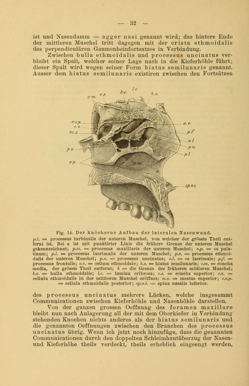 ist und Nasendamm = agger nasi genannt wird; das hintere Ende der mittleren Muschel tritt dagegen mit der crista ethmoidalis des perpendiculären Gaumenbeinfortsatzes in Verbindung. Zwischen bulla ethmoidalis und processus uncinatus ver- bleibt ein Spalt, welcher seiner Lage nach in die Kieferhöhle führt; dieser Spalt wird wegen seiner Form hiatus semilunaris genannt. Ausser dem hiatus semilunaris existiren zwischen den Fortsätzen sp.n z Fig. 14. Der knöcherne Aufbau der lateralen Nasenwand. p.t. = processus turbinalis der unteren Muschel, von welcher der grösste Theil ent- fernt ist. Bei a ist mit punktirter Linie die frühere Grenze der unteren Muschel gekennzeichnet; p.m. = processus maxillaris der unteren Muschel; o.p. = os pala- tinum; p.l. = processus lacrimalis der unteren Muschel; p.e. = processus ethmoi- dalis der unteren Muschel; p.u. = processus uncinatus; o.l. = os lacrimale; p.f. = Processus frontalis; o.e. = ostium ethmoidale; h.s. = hiatus semilunaris; cm. = concha media, der grösste Theil entfernt; b = die Grenze der früheren mittleren Muschel; b.e. = bulla ethmoidalis; I.e. = lamina cribrosa; c.s. = concha superior; c.e. = cellula ethmoidalis in der mittleren Muschel eröffnet; m.s. = meatus superior; c.e.p. = cellula ethmoidalis posterior; xp.n.i. = spina nasalis inferior. des processus uncinatus mehrere Lücken, welche insgesammt Communicationen zwischen Kieferhöhle und Nasenhöhle darstellen. Von der ganzen grossen Oeffnung des foramen maxillare bleibt nun nach Anlagerung all der mit dem Oberkiefer in Verbindung stehenden Knochen nichts anderes als der hiatus semilunaris und die genannten Oeffnungen zwischen den Branchen des processus uncinatus übrig. Wenn ich jetzt noch hinzufüge, dass die genannten Communicationen durch den doppelten Schleimhautüberzug der Nasen- und Kieferhöhe theils verdeckt, theils erheblich eingeengt werden,
