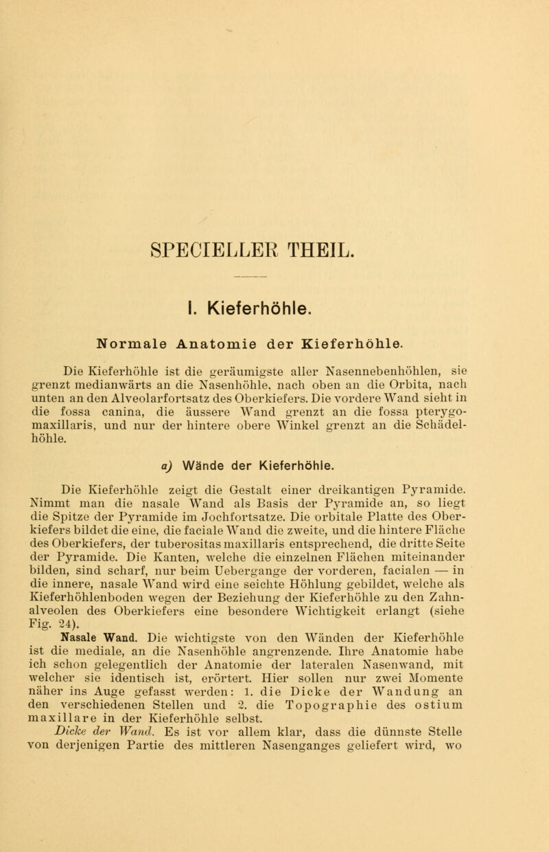 SPECIELLER THEIL, I. Kieferhöhle. Normale Anatomie der Kieferhöhle. Die Kieferhöhle ist die geräumigste aller Nasennebenhöhlen, sie grenzt medianwärts an die Nasenhöhle, nach oben an die Orbita, nach unten an den Alveolarfortsatz des Oberkiefers. Die vordere Wand sieht in die fossa canina, die äussere Wand grenzt an die fossa pterygo- maxillaris, und nur der hintere obere Winkel grenzt an die Schädel- höhle. a) Wände der Kieferhöhle. Die Kieferhöhle zeigt die Gestalt einer dreikantigen Pyramide. Nimmt man die nasale Wand als Basis der Pyramide an, so liegt die Spitze der Pyramide im Jochfortsatze. Die orbitale Platte des Ober- kiefers bildet die eine, die faciale Wand die zweite, und die hintere Fläche des Oberkiefers, der tuberositasmaxillaris entsprechend, die dritte Seite der Pyramide. Die Kanten, welche die einzelnen Flächen miteinander bilden, sind scharf, nur beim Uebergange der vorderen, facialen — in die innere, nasale Wand wird eine seichte Höhlung gebildet, welche als Kieferhöhlenboden wegen der Beziehung der Kieferhöhle zu den Zahn- alveolen des Oberkiefers eine besondere Wichtigkeit erlangt (siehe Fig. 24). Nasale Wand. Die wichtigste von den Wänden der Kieferhöhle ist die mediale, an die Nasenhöhle angrenzende. Ihre Anatomie habe ich schon gelegentlich der Anatomie der lateralen Nasenwand, mit welcher sie identisch ist, erörtert. Hier sollen nur zwei Momente näher ins Auge gefasst werden: 1. die Dicke der Wandung an den verschiedenen Stellen und 2. die Topographie des ostium maxillare in der Kieferhöhle selbst. Dicke der Wand. Es ist vor allem klar, dass die dünnste Stelle von derjenigen Partie des mittleren Nasenganges geliefert wird, wo