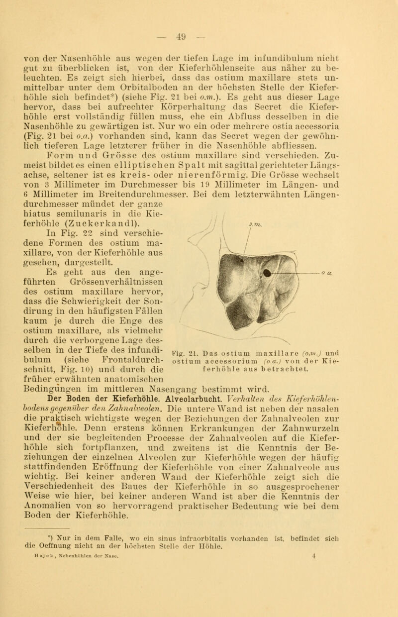 von der Nasenhöhle ans wegen der tiefen Lage im infundibulum nicht gut zu überblicken ist, von der Kieferhöhlenseite aus näher zu be- leuchten. Es zeigt sich hierbei, dass das ostium maxillare stets un- mittelbar unter dem Orbitalboden an der höchsten Stelle der Kiefer- höhle sich befindet*) (siehe Fig. 21 bei o.m.). Es geht aus dieser Lage hervor, dass bei aufrechter Körperhaltung das Secret die Kiefer- höhle erst vollständig füllen muss, ehe ein Abfluss desselben in die Nasenhöhle zu gewärtigen ist. Nur wo ein oder mehrere ostia accessoria (Fig. 21 bei o.a.) vorhanden sind, kann das Secret wegen der gewöhn- lich tieferen Lage letzterer früher in die Nasenhöhle abfliessen. Form und Grösse des ostium maxillare sind verschieden. Zu- meist bildet es einen elliptischen Spalt mit sagittal gerichteter Längs- achse, seltener ist es kreis- oder nierenförmig. Die Grösse wechselt von 3 Millimeter im Durchmesser bis 19 Millimeter im Längen- und 6 Millimeter im Breitendurchmesser. Bei dem letzterwähnten Längen- durchmesser mündet der ganze hiatus semilunaris in die Kie- ferhöhle (Zuckerkandl). In Fig. 22 sind verschie- dene Formen des ostium ma- xillare, von der Kieferhöhle aus gesehen, dargestellt. Es geht aus den ange- führten Grössenverhältnissen des ostium maxillare hervor, dass die Schwierigkeit der Son- dirung in den häufigsten Fällen kaum je durch die Enge des ostium maxillare, als vielmehr durch die verborgene Lage des- selben in der Tiefe des infundi- Fig 21 Das ostium maxillare (MHmJ und blüum (siehe Frontaldurch- ostium accessorium (o.a.) von der Kie- schnitt, Fig. 10) und durch die ferhöhle aus betrachtet. früher erwähnten anatomischen Bedingungen im mittleren Nasengang bestimmt wird. Der Boden der Kieferhöhle. Alveolarbucht. Verhalten des Kieferhöhlen- bodensgegenüber den Zahnalveolen. Die untere Wand ist neben der nasalen die praktisch wichtigste wegen der Beziehungen der Zahnalveolen zur Kieferhohle. Denn erstens können Erkrankungen der Zahnwurzeln und der sie begleitenden Processe der Zahnalveolen auf die Kiefer- höhle sich fortpflanzen, und zweitens ist die Kenntnis der Be- ziehungen der einzelnen Alveolen zur Kieferhöhle wegen der häufig stattfindenden Eröffnung der Kieferhöhle von einer Zahnalveole aus wichtig. Bei keiner anderen Wand der Kieferhöhle zeigt sich die Verschiedenheit des Baues der Kieferhöhle in so ausgesprochener Weise wie hier, bei keiner anderen Wand ist aber die Kenntnis der Anomalien von so hervorragend praktischer Bedeutung wie bei dem Boden der Kieferhöhle. *) Nur in dem Falle, wo ein sinus infraorbitalis vorhanden ist, befindet sich die Oeffnung nicht an der höchsten Stelle der Höhle. II a j e k , Nebenhöhlen der Nase. 4