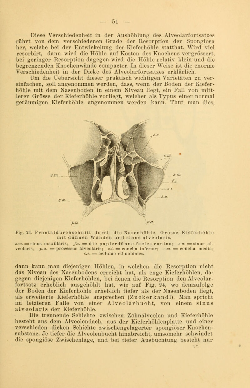 Diese Verschiedenheit in der Aushöhlung des Alveoiarfortsatzes rührt von dem verschiedenen Grade der Resorption der Spongiosa her, welche bei der Entwicklung der Kieferhöhle statthat. Wird viel resorbirt, dann wird die Höhle auf Kosten des Knochens vergrössert, bei geringer Resorption dagegen wird die Höhle relativ klein und die begrenzenden Knochenwände compacter. In dieser Weise ist die enorme Verschiedenheit in der Dicke des Alveoiarfortsatzes erklärlich. Um die Uebersicht dieser praktisch wichtigen Varietäten zu ver- einfachen, soll angenommen werden, dass, wenn der Boden der Kiefer- höhle mit dem Nasenboden in einem Niveau liegt, ein Fall von mitt- lerer Grösse der Kieferhöhle vorliegt, welcher als Typus einer normal geräumigen Kieferhöhle angenommen werden kann. Thut man dies, s.a. .. pa p.a. Fig. 24. Frontaldurchschnitt durch die Nasenhöhle. Grosse Kieferhöhle mit dünnen Wänden und sinus alveolaris. s.vi. = sinus maxillaris; f.c. = die papierdünne facies canina; s.a. = sinus al- veolaris; p.a. = processus alveolaris; c.i. = concha inferior; cm. = concha media; c.e. = cellulae ethnoidales. dann kann man diejenigen Höhlen, in welchen die Resorption nicht das Niveau des Nasenbodens erreicht hat, als enge Kieferhöhlen, da- gegen diejenigen Kieferhöhlen, bei denen die Resorption den Alveolar- fortsatz erheblich ausgehöhlt hat, wie auf Fig. 24, wo demzufolge der Boden der Kieferhöhle erheblich tiefer als der Nasenboden liegt, als erweiterte Kieferhöhle ansprechen (Zuckerkandl). Man spricht im letzteren Falle von einer Alveolarbucht, von einem sinus alveolaris der Kieferhöhle. Die trennende Schichte zwischen Zahnalveolen und Kieferhöhle besteht aus dem Alveolendach, aus der Kieferhöhlenplatte und einer verschieden dicken Schichte zwischengelagerter spongiöser Knochen- substanz. Je tiefer die Alveolenbucht hinabreicht, umsomehr schwindet die spongiöse Zwischenlage, und bei tiefer Ausbuchtung besteht nur