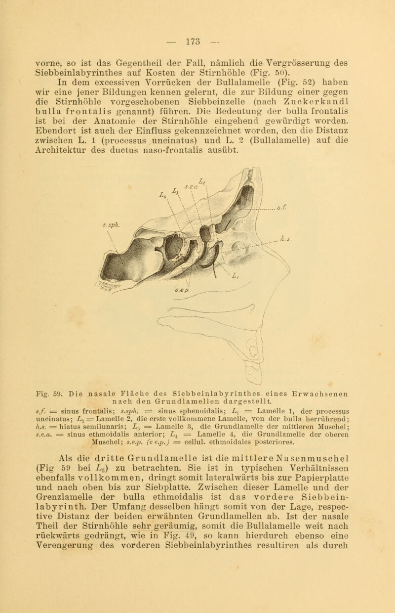 vorne, so ist das Gegentheil der Fall, nämlich die Vergrösserung des Siebbeinlabyrinthes auf Kosten der Stirnhöhle (Fig. 50). In dem excessiven Vorrücken der Bullalamelle (Fig. 52) haben wir eine jener Bildungen kennen gelernt, die zur Bildung einer gegen die Stirnhöhle vorgeschobenen Siebbeinzelle (nach Zuckerkandl bulla frontalis genannt) führen. Die Bedeutung der bulla frontalis ist bei der Anatomie der Stirnhöhle eingehend gewürdigt worden. Ebendort ist auch der Einfluss gekennzeichnet worden, den die Distanz zwischen L. 1 (processus uncinatus) und L. 2 (Bullalamelle) auf die Architektur des ductus naso-frontalis ausübt. Fig. 59. Die nasale Fläche des Siebbeinlabyrinthes eines Erwachsenen nach den Grundlamellen dargestellt. s.f. = sinus frontalis; s.sph. = sinus sphenoidalis; L{ = Lamelle 1, der processus uncinatus; L2 = Lamelle 2, die erste vollkommene Lamelle, von der bulla herrührend; h.s. — hiatus semilunaris; X3 == Lamelle 3, die Grundlamelle der mittleren Muschel; s.e.a. = sinus ethmoidalis anterior; LA = Lamelle 4, die Grundlamelle der oberen Muschel; s.e.p. (ce.p.) = cellul. ethmoidales posteriores. Als die dritte Grundlamelle ist die mittlere Nasenmuschel (Fig 59 bei L3) zu betrachten. Sie ist in typischen Verhältnissen ebenfalls vollkommen, dringt somit lateralwärts bis zur Papierplatte und nach oben bis zur Siebplatte. Zwischen dieser Lamelle und der Grenzlamelle der bulla ethmoidalis ist das vordere Siebbein- labyrinth. Der Umfang desselben hängt somit von der Lage, respec- tive Distanz der beiden erwähnten Grundlamellen ab. Ist der nasale Theil der Stirnhöhle sehr geräumig, somit die Bullalamelle weit nach rückwärts gedrängt, wie in Fig. 49, so kann hierdurch ebenso eine Verengerung des vorderen Siebbeinlabyrinthes resultiren als durch