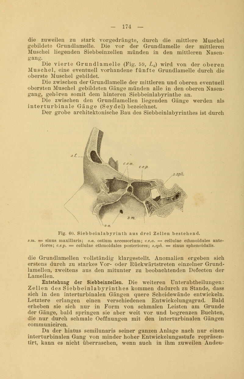 die zuweilen zu stark vorgedrängte, durch die mittlere Muschel gebildete Grundlamelle. Die vor der Grundlamelle der mittleren Muschel liegenden Siebbeinzellen münden in den mittleren Nasen- gang. Die vierte Grundlamelle (Fig. 59, Z4) wird von der oberen Muschel, eine eventuell vorhandene fünfte Grundlamelle durch die oberste Muschel gebildet. Die zwischen der Grundlamelle der mittleren und oberen eventuell obersten Muschel gebildeten Gänge münden alle in den oberen Nasen- gang, gehören somit dem hinteren Siebbeinlabyrinthe an. Die zwischen den Grundlamellen liegenden Gänge werden als interturbinale Gänge (Sej^del) bezeichnet. Der grobe architektonische Bau des Siebbeinlabyrinthes ist durch Fig. 60. Siebbein lab yrinth aus drei Zellen bestehend. s.m. = sinus maxillaris; o.a. ostium accessorium; c.e.a. = cellulae ethmoidales ante- riores; c.e.p. = cellulae ethmoidales posteriores; s.sph. = sinus sphenoidalis. die Grundlamellen vollständig klargestellt. Anomalien ergeben sich erstens durch zu starkes Vor- oder Rückwärtstreten einzelner Grund- lamellen, zweitens aus den mitunter zu beobachtenden Defecten der Lamellen. Entstehung* der Siebbeinzellen. Die weiteren Unterabtheilungen: Zellen des Siebbeinlabyrinthes kommen dadurch zu Stande, dass sich in den interturbinalen Gängen quere Scheidewände entwickeln. Letztere erlangen einen verschiedenen Entwickelungsgrad. Bald erheben sie sich nur in Form von schmalen Leisten am Grunde der Gänge, bald springen sie aber weit vor und begrenzen Buchten, die nur durch schmale Oeffnungen mit den interturbinalen Gängen communiciren. Da der hiatus semilunaris seiner ganzen Anlage nach nur einen interturbinalen Gang von minder hoher Entwickelungsstufe repräsen- tirt, kann es nicht überraschen, wenn auch in ihm zuweilen Andeu-