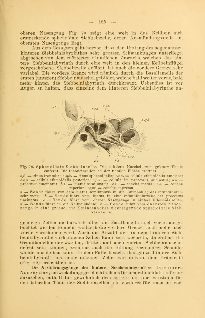 oberen Nasengang. Fig. 70 zeigt eine weit in das Keilbein sich erstreckende sphenoidale Siebbeinzelle, deren Ausmündungsstelle im obersten Nasengange liegt. Aus dem Gesagten geht hervor, dass der Umfang des sogenannten hinteren Siebbeinlabyrinthes sehr grossen Schwankungen unterliegt; abgesehen von dem erörterten räumlichen Zuwachs, welchen das hin- tere Siebbeinlabyrinth durch eine weit in den kleinen Keilbeinflügel vorgeschobene Siebbeinzelle erfährt, ist auch die vordere Grenze sehr variabel. Die vordere Grenze wird nämlich durch die Basallamelle der ersten (unteren) Siebbeinmuschel gebildet, welche bald weiter vorne, bald mehr hinten das Siebbeinlab}rrinth durchkreuzt. Ueberdies ist vor Augen zu halten, dass einzelne dem hinteren Siebbeinlabyrinthe an- s.f. 3 sph. cpu. Fig. 70. Sphenoidale Siebbeinzelle. Die mittlere Muschel zum grössten Theile entfernt. Die Siebbeinzellen an der nasalen Fläche eröffnet. »./. = sinus frontalis; s.sph. = sinus sphenoidalis; c.e.a. = cellula ethmoidalis anterior; c.e.j). = cellula ethmoidalis posterior; c.p.u. = cellula im processus uncinatus; p.v. = Processus uncinatus; h.s. = hiatus semilunaris; cm. = concha media; c*. = concha superior; c.$pr. — concha suprema. a = Sonde führt von dem hiatus semilunaris in die Stirnhöhle; das infundibulum sehr weit; b = Sonde führt vom hiatus in eine Infundibularzelle des processus uncinatus; c = Sonde führt vom oberen Nasengange in hintere Ethmoidalzellen. <l = Sonde führt in die Keilbeinhöhle; e = Sonde führt vom obersten Xasen- gange in eine grosse, die Keilbeinhöhle überlagernde sphenoidale Sieb- beinzelle. gehörige Zellen medialwärts über die Basallamelle nach vorne ausge- buchtet werden können, wodurch die vordere Grenze noch mehr nach vorne verschoben wird. Auch die Anzahl der in dem hinteren Sieb- beinlabyrinthe vorhandenen Zellen kann sehr wechseln, da erstens die Grundlamellen der zweiten, dritten und auch vierten Siebbeinmuschel defect sein können, zweitens auch die Bildung secundärer Scheide- wände ausbleiben kann. In dem Falle besteht das ganze hintere Sieb- beinlabyrinth aus einer einzigen Zelle, wie dies an dem Präparate (Fig. 60) ersichtlich ist. Die Ausführungsgänge des hinteren Siebbeinlabyrinthes. Der obere Nasengang, entwickelungsgeschichtlich alsfissura ethmoidalis inferior anzusehen, enthält für gewöhnlich drei ostien: ein oberes ostium für den lateralen Theil der Siebbeinzellen, ein vorderes für einen im vor-