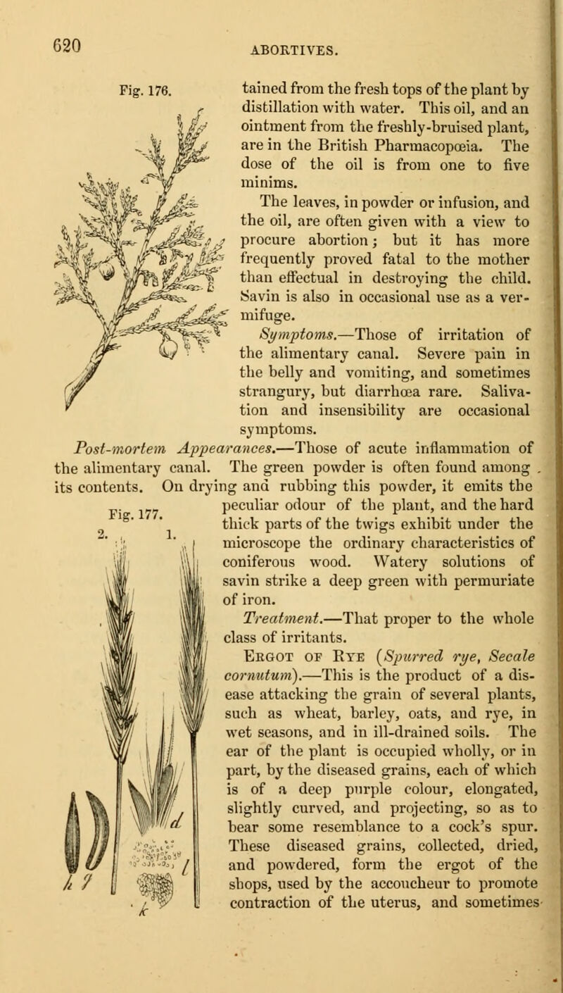 Fig. 176. tained from the fresh tops of the plant by distillation with water. This oil, and an ointment from the freshly-bruised plant, are in the British Pharmacopoeia. The dose of the oil is from one to five minims. The leaves, in powder or infusion, and the oil, are often given with a view to procure abortion; but it has more frequently proved fatal to the mother than effectual in destroying the child. Savin is also in occasional use as a ver- mifuge. Symptoms.—Those of irritation of the alimentary canal. Severe pain in the belly and vomiting, and sometimes strangury, but diarrhoea rare. Saliva- tion and insensibility are occasional symptoms. Post-mortem Appearances.—Those of acute inflammation of the alimentary canal. The green powder is often found among . its contents. On drying and rubbing this powder, it emits the peculiar odour of the plant, and the hard thick parts of the twigs exhibit under the microscope the ordinary characteristics of coniferous wood. Watery solutions of savin strike a deep green with permuriate of iron. Treatment.—That proper to the whole class of irritants. Ergot of Eye {Spurred rye, Secale comutum).—This is the product of a dis- ease attacking the grain of several plants, such as wheat, barley, oats, and rye, in wet seasons, and in ill-drained soils. The ear of the plant is occupied wholly, or in part, by the diseased grains, each of which is of a deep purple colour, elongated, slightly curved, and projecting, so as to bear some resemblance to a cock's spur. These diseased grains, collected, dried, and powdered, form the ergot of the shops, used by the accoucheur to promote contraction of the uterus, and sometimes