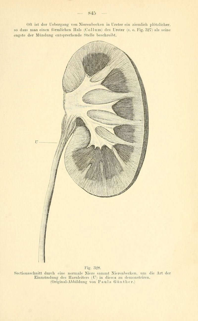 Oft ist der Uebergang von Nierenbecken in Ureter ein ziemlich plötzlicher, so dass man einen förmlichen Hals (Collum) des Ureter (s. o. Fig. 327) als seine engste der Mündung entsprechende Stelle beschreibt. Fig. 328. Sectionsschnitt durch eine normale Niere sammt Nierenbecken, um die Art der Einmündung des Harnleiters (U) in dieses zu demonstriren. (Original-Abbildung von Paula Günther.)