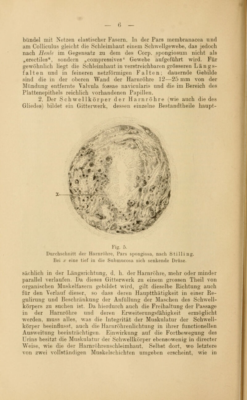 bündel mit Netzen elastischer Fasern. In der Pars membranacea und am Colliculus gleicht die Schleimhaut einem Schwellgewebe, das jedoch nach Heuh im Gegensatz zu dem des Corp. spongiosum nicht als „erectiles. sondern ^compressives'' Gewebe aufgeführt wird. Für gewöhnlich liegt die Schleimhaut in verstreichbaren grösseren L ä n g s- falten und in feineren netzförmigen Falten: dauernde Gebilde sind die in der oberen Wand der Harnröhre 12—25 mm von der Mündung entfernte Valvula fossae navicularis und die im Bereich des Plattenepithels reichlich vorhandenen Papillen. 2. Der Schwellkörper der Harnröhre (wie auch die des Gliedes) bildet ein Gitterwerk, dessen einzelne Bestandtheile haupt- ^^ \i.- ti 4 fj i „ * * * ■■ Fig. 5. Durchschnitt der Harnröhre, Pars spongiosa, nach Stilling. Bei X eine tief in die Submucosa sich senkende Drüse. sächlich in der Längsrichtung, d. li. der Harnröhre, mehr oder minder parallel verlaufen. Da dieses Gitterwerk zu einem grossen Theil von organischen Muskelfasern gebildet wird, gilt dieselbe Richtung auch für den Verlauf dieser, so dass deren Hauptthätigkeit in einer Re- gulirung und Beschränkung der AnfüUung der Maschen des Schwell- körpers zu suchen ist. Da hierdurch auch die Freihaltung der Passage in der Harnröhre und deren Erweiterungsfähigkeit ermöglicht werden, muss alles, was die Integrität der Muskulatur der Schwell- körper beeinflusst, auch die Harnröhrenlichtung in ihrer functionellen Ausweitung beeinträchtigen. Einwirkung auf die Fortbewegung des Urins besitzt die Muskulatur der Schwellkörper ebensowenig in directer Weise, wie die der Harnröhrenschleimhaut. Selbst dort, wo letztere von zwei vollständigen Muskelschichten umgeben erscheint, wie in