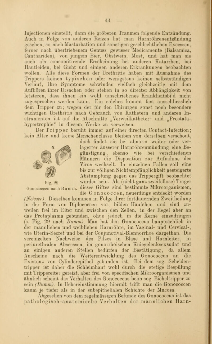 Injectionen einstellt, dann die gröberen Traumen folgende Entzündung. Auch in Folge von anderen Reizen hat man Harnröhrenentzündung gesehen, so nach Masturbation und sonstigen geschlechtlichen Excessen, ferner nach übertriebenem Genuss gewisser Medicamente (Balsamica, Canthariden), von jungem Bier, Obstwein, Most, und hat man sie auch als concomitirende Erscheinung bei anderen Katarrhen, bei Hautleiden, bei Gicht und einigen anderen Erkrankungen beobachten wollen. Alle diese Formen der Urethritis haben mit Ausnahme des Trippers keinen typischen oder wenigstens keinen selbstständigen Verlauf, ihre Symptome schwinden vielfach gleichzeitig mit dem Aufhören ihrer Ursachen oder stehen in so directer Abhängigkeit von letzteren, dass ihnen ein wohl umschriebenes Krankheitsbild nicht zugesprochen werden kann. Ein solches kommt fast ausschliesslich dem Tripper zu: wegen der für den Chirurgen sonst noch besonders wichtigen Urethritis nach Gebrauch von Kathetern und anderen In- strumenten ist auf die Abschnitte ,.Verweilkatheter und „Prostata- hypertrophie in diesem Werke zu verweisen. Der Tripper beruht immer auf einer directen Contact-Infection; kein Alter und keine Menschenclasse bleiben von derselben verschont, doch findet sie bei abnorm weiter oder ver- d ^^/^^ lagerter äusserer Harnröhrenmündung eine Be- -^ ^j ' günstigung, ebenso wie bei verschiedenen _ %y/;. te / Männern die Disposition zur Aufnahme des '■^^^' ,1^^''^ Virus wechselt. In einzelnen Fällen soll eine ^^^ ^^^ ^'^ Völligen Nichtempfänglichkeit gesteigerte ^^^ Abstumpfung gegen das Trippergift beobachtet Pig 29. worden sein. Als (nicht ganz zweifellose) Träger GonococcennachBumm. dieses Giftes sind bestimmte Mikroorganismen, die Gonococcen, neuerdings entdeckt worden (Neisser). Dieselben kommen in Folge ihrer fortdauernden Zweitheilung in der Form von Diplococcen vor, bilden Häufchen und sind zu- weilen frei im Eiter und zwischen den Zellen, in der Regel aber an das Protaplasma gebunden, ohne jedoch in die Kerne einzudringen (s. Fig. 2'J nach Ihimni). Man hat den Gonococcus hauptsächlich in der männlichen und weiblichen Harnröhre, im Vaginal- und Cervical-, wie Uterin-Secret und bei der Conjunctival-Blennorrhoe dargethan. Die vereinzelten Nachweise des Pilzes in Blase und Harnleiter, in periurethralen Abscessen, im gonorrhoischen Kniegelenksexsudat und an einigen anderen Stellen bedürfen der Bestätigung, da allem Anscheine nach die Weiterentwicklung des Gonococcus an die Existenz von Cylinderepithel gebunden i.st. Bei dem sog. Scheiden- tripper ist daher die Schleimhaut wohl durch die stetige Besjjülung mit Trippereiter gereizt, aber frei von specifischen Mikroorganismen und ähnlich scheint das Verhalten des Gonococcus beim sog. Eicheltripper zu sein (Bumm). In Uebereinstiramung hiermit trifft man die Gonococcen kaum je tiefer als in der .subepithelialen Schichte der Mucosa. Abgesehen von dem regelmässigen Befunde des Gonococcus ist das pathologisch-anatomische Verhalten der männlichen Harn-