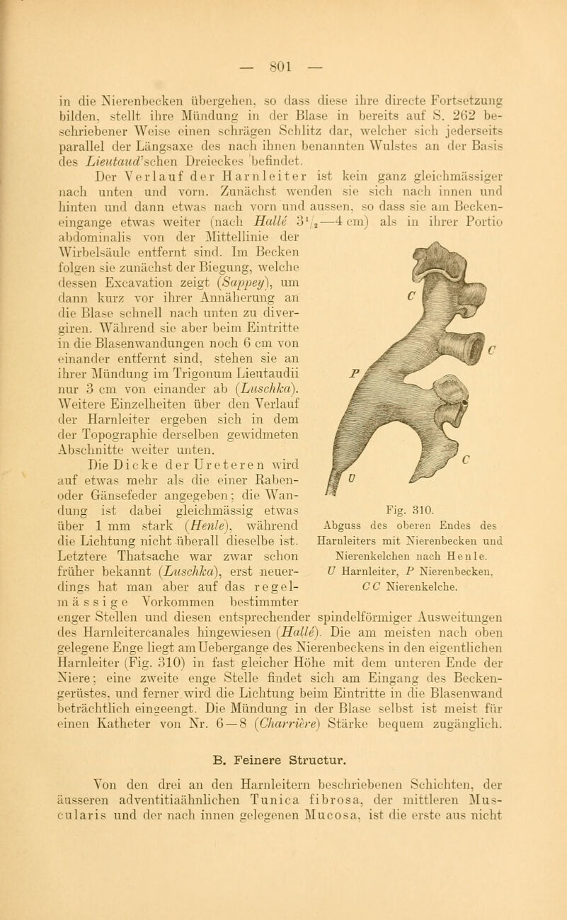 in die Nierenbecken übergehen, so dass diese ihre directe Fortsetzung bilden, stellt ihre Mündung in der Blase in bereits auf S. 262 be- schriebener Weise einen j^chrägen Schlitz dar, welcher sich jederseits parallel der Längsaxe des nach ihnen benannten Wulstes an der Basis des Li enternd^ sehen Dreieckes befindet. Der Verlauf der Harnleiter ist kein ganz gleichmässiger nach unten und vorn. Zunächst wenden sie sich nach innen und hinten und dann etwas nach vorn und aussen, so dass sie ain Becken- eingange etwas weiter (nach Halle o'a—^ ein) als in ihrer Portio abdominalis von der Mittellinie der Wirbelsäule entfernt sind. Im Becken folgen sie zunächst der Biegung, welche dessen Excavation zeigt {Sappey), um dann kurz vor ihrer Annäherung an die Blase schnell nach unten zu diver- giren. Während sie aber beim Eintritte in die Blasenwandungen noch 6 cm von einander entfernt sind, stehen sie an ihrer Mündung im Trigonum Lieutaudii nur 3 cm von einander ab (Luschka). Weitere Einzelheiten über den Verlauf der Harnleiter ergeben sich in dem der Topographie derselben gewidmeten Abschnitte weiter unten. Die Dicke derUreteren wird auf etwas mehr als die einer Kaben- oder Gänsefeder angegeben; die Wan- dung ist dabei gleichmässig etwas über 1 mm stark (Henle), während die Lichtung nicht überall dieselbe ist. Letztere Thatsache war zwar schon früher bekannt (Luschka)^ erst neuer- dings hat man aber auf das regel- mässige Vorkommen bestimmter enger Stellen und diesen entsprechender spindelförmiger Ausweitungen des Harnleitercanales hingewiesen {Halle)- Die am meisten nach oben gelegene Enge liegt amUebergange des Nierenbeckens in den eigentlichen Harnleiter (Fig. 310) in fast gleicher Höhe mit dem unteren Ende der Niere; eine zweite enge Stelle findet sich am Eingang des Becken- gerüstes, und ferner wird die Lichtung beim Eintritte in die Blasenwand beträchtlich eingeengt. Die Mündung in der Blase selbst ist meist für einen Katheter von Nr. 6 — 8 {Charriere) Stärke bequem zugänglich. Fig. 310. Abguss des oberen Endes des Harnleiters mit Nierenbecken und Nierenkelchen nach He nie. U Harnleiter, P Nierenbecken, CC Nierenkelche. B. Feinere Structur. Von den drei an den Harnleitern beschriebenen Schichten, der äusseren adventitiaähnlichen Tunica fibrosa, der mittleren Mus- cularis und der nach innen gelegenen Mucosa, ist die erste aus nicht
