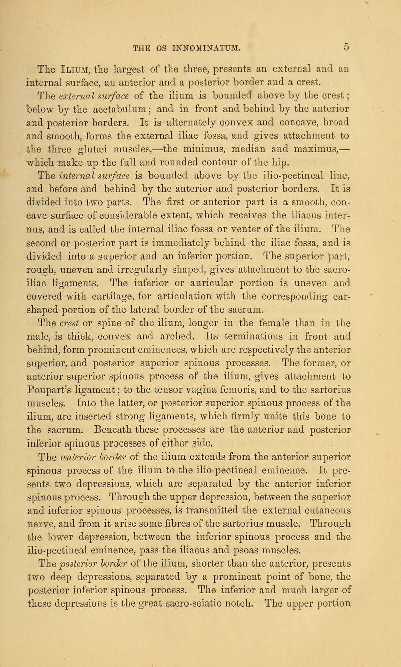 The Ilium, the largest of the three, presents an external and an internal surface, an anterior and a posterior border and a crest. The external surface of the ilium is bounded above by the crest; below by the acetabulum; and in front and behind by the anterior and posterior borders. It is alternately convex and concave, broad and smooth, forms the external iliac fossa, and gives attachment to the three glutasi muscles,-—the minimus, median and maximus,— which make up the full and rounded contour of the hip. The internal surface is bounded above by the ilio-pectineal line, and before and behind by the anterior and posterior borders. It is divided into two parts. The first or anterior part is a smooth, con- cave surface of considerable extent, which receives the iliacus inter- num, and is called the internal iliac fossa or venter of the ilium. The second or posterior part is immediately behind the iliac fossa, and is divided into a superior and an inferior portion. The superior part, rough, uneven and irregularly shaped, gives attachment to the sacro- iliac ligaments. The inferior or auricular portion is uneven and covered with cartilage, for articulation with the corresponding ear- shaped portion of the lateral border of the sacrum. The crest or spine of the ilium, longer in the female than in the male, is thick, convex and arched. Its terminations in front and behind, form prominent eminences, which are respectively the anterior superior, and posterior superior spinous processes. The former, or anterior superior spinous process of the ilium, gives attachment to Poupart's ligament; to the tensor vagina femoris, and to the sartorius muscles. Into the latter, or posterior superior spinous process of the ilium, are inserted strong ligaments, which firmly unite this bone to the sacrum. Beneath these processes are the anterior and posterior inferior spinous processes of either side. The anterior border of the ilium extends from the anterior superior spinous process of the ilium to the ilio-pectineal eminence. It pre- sents two depressions, which are separated by the anterior inferior spinous process. Through the upper depression, between the superior and inferior spinous processes, is transmitted the external cutaneous nerve, and from it arise some fibres of the sartorius muscle. Through the lower depression, between the inferior spinous process and the ilio-pectineal eminence, pass the iliacus and psoas muscles. The posterior border of the ilium, shorter than the anterior, presents two deep depressions, separated by a prominent point of bone, the posterior inferior spinous process. The inferior and much larger of these depressions is the great sacro-sciatic notch. The upper portion