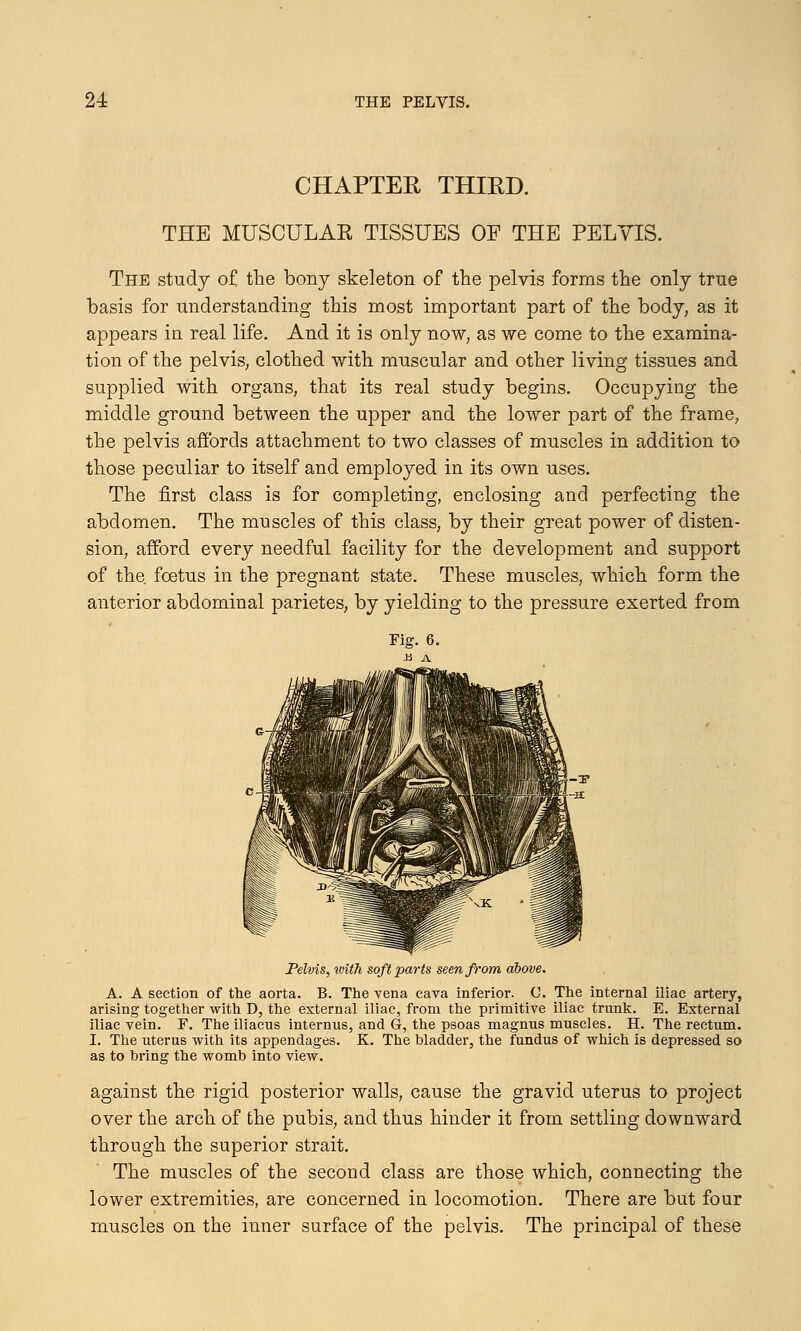 CHAPTER THIRD. THE MUSCULAR TISSUES OF THE PELVIS. The study of the bony skeleton of the pelvis forms the only true basis for understanding this most important part of the body, as it appears in real life. And it is only now, as we come to the examina- tion of the pelvis, clothed with muscular and other living tissues and supplied with organs, that its real study begins. Occupying the middle ground between the upper and the lower part of the frame, the pelvis affords attachment to two classes of muscles in addition to those peculiar to itself and employed in its own uses. The first class is for completing, enclosing and perfecting the abdomen. The muscles of this class, by their great power of disten- sion, afford every needful facility for the development and support of the foetus in the pregnant state. These muscles, which form the anterior abdominal parietes, by yielding to the pressure exerted from Pelvis, with soft parts seen from above. A. A section of the aorta. B. The vena cava inferior. C. The internal iliac artery, arising together with D, the external iliac, from the primitive iliac trunk. E. External iliac vein. F. The iliacus internus, and G, the psoas magnus muscles. H. The rectum. I. The uterus with its appendages. K. The bladder, the fundus of which is depressed so as to bring the womb into view. against the rigid posterior walls, cause the gravid uterus to project over the arch of the pubis, and thus hinder it from settling downward through the superior strait. The muscles of the second class are those which, connecting the lower extremities, are concerned in locomotion. There are but four muscles on the inner surface of the pelvis. The principal of these