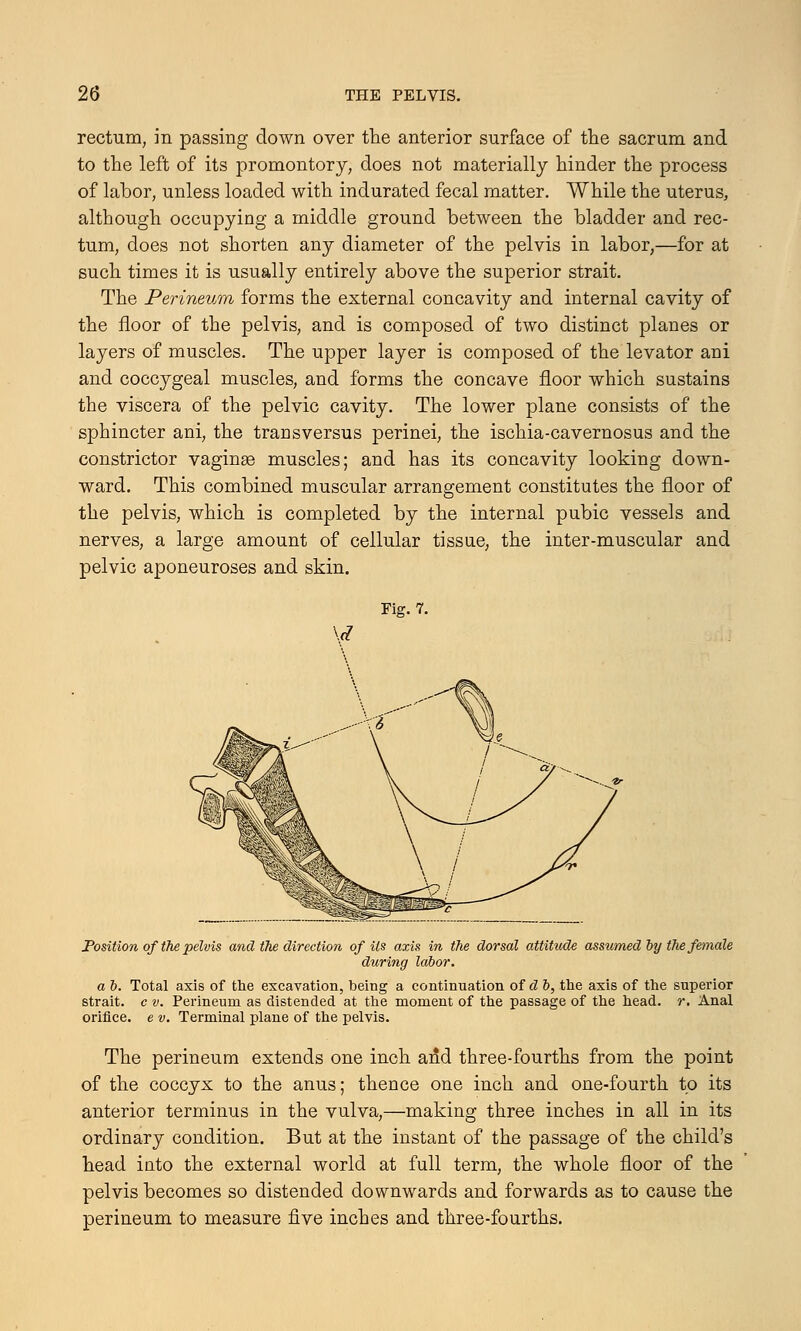 rectum, in passing down over the anterior surface of the sacrum and to the left of its promontory, does not materially hinder the process of labor, unless loaded with indurated fecal matter. While the uterus, althoiigh occupying a middle ground between the bladder and rec- tum, does not shorten any diameter of the pelvis in labor,—for at such times it is usually entirely above the superior strait. The Perineum forms the external concavity and internal cavity of the floor of the pelvis, and is composed of two distinct planes or layers of muscles. The upper layer is composed of the levator ani and coccygeal muscles, and forms the concave floor which sustains the viscera of the pelvic cavity. The lower plane consists of the sphincter ani, the transversus perinei, the ischia-cavernosus and the constrictor vaginae muscles; and has its concavity looking down- ward. This combined muscular arrangement constitutes the floor of the pelvis, which is completed by the internal pubic vessels and nerves, a large amount of cellular tissue, the inter-muscular and pelvic aponeuroses and skin. Fig. 7. \d Position ofthe pelvis and the direction of Us axis in the dorsal attitude assumed by the female during labor. a b. Total axis of the excavation, being a continuation of d b, the axis of the superior strait, c v. Perineum as distended at the moment of the passage of the head. r. Anal orifice, e v. Terminal plane of the pelvis. The perineum extends one inch arid three-fourths from the point of the coccyx to the anus; thence one inch and one-fourth to its anterior terminus in the vulva,—making three inches in all in its ordinary condition. But at the instant of the passage of the child's head into the external world at full term, the whole floor of the pelvis becomes so distended downwards and forwards as to cause the perineum to measure five inches and three-fourths.