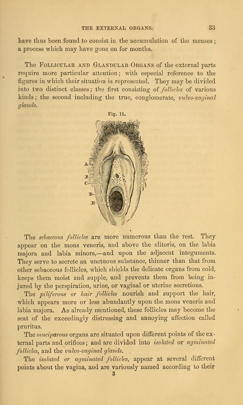 have thus been found to consist in the accumulation of the menses ; a process which may have gone on for months. The Follicular and Glandular Organs of the external parts require more particular attention; with especial reference to the figures in which their situation is represented. They may be divided into two distinct classes; the first consisting of follicles of various kinds; the second including the true, conglomerate, vulvo-vaginal glands. Fiar. 11. The sebaceous follicles are more numerous than the rest. They appear on the mons veneris, and above the clitoris, on the labia majora and labia minora,—and upon the adjacent integuments. They serve to secrete an unctuous substance, thinner than that from other sebaceous follicles, which shields the delicate organs from cold, keeps them moist and supple, and prevents them from being in- jured by the perspiration, urine, or vaginal or uterine secretions. The piliferous or hair follicles nourish and support the hair, which appears more or less abundantly upon the mons veneris and labia majora. As already mentioned, these follicles may become the seat of the exceedingly distressing and annoying affection called pruritus. The muciparous organs are situated upon different points of the ex- ternal parts and orifices; and are divided into isolated or agminated follicles, and the vulvo-vaginal glands. The isolated or agminated follicles, appear at several different points about the vagina, and are variously named according to their