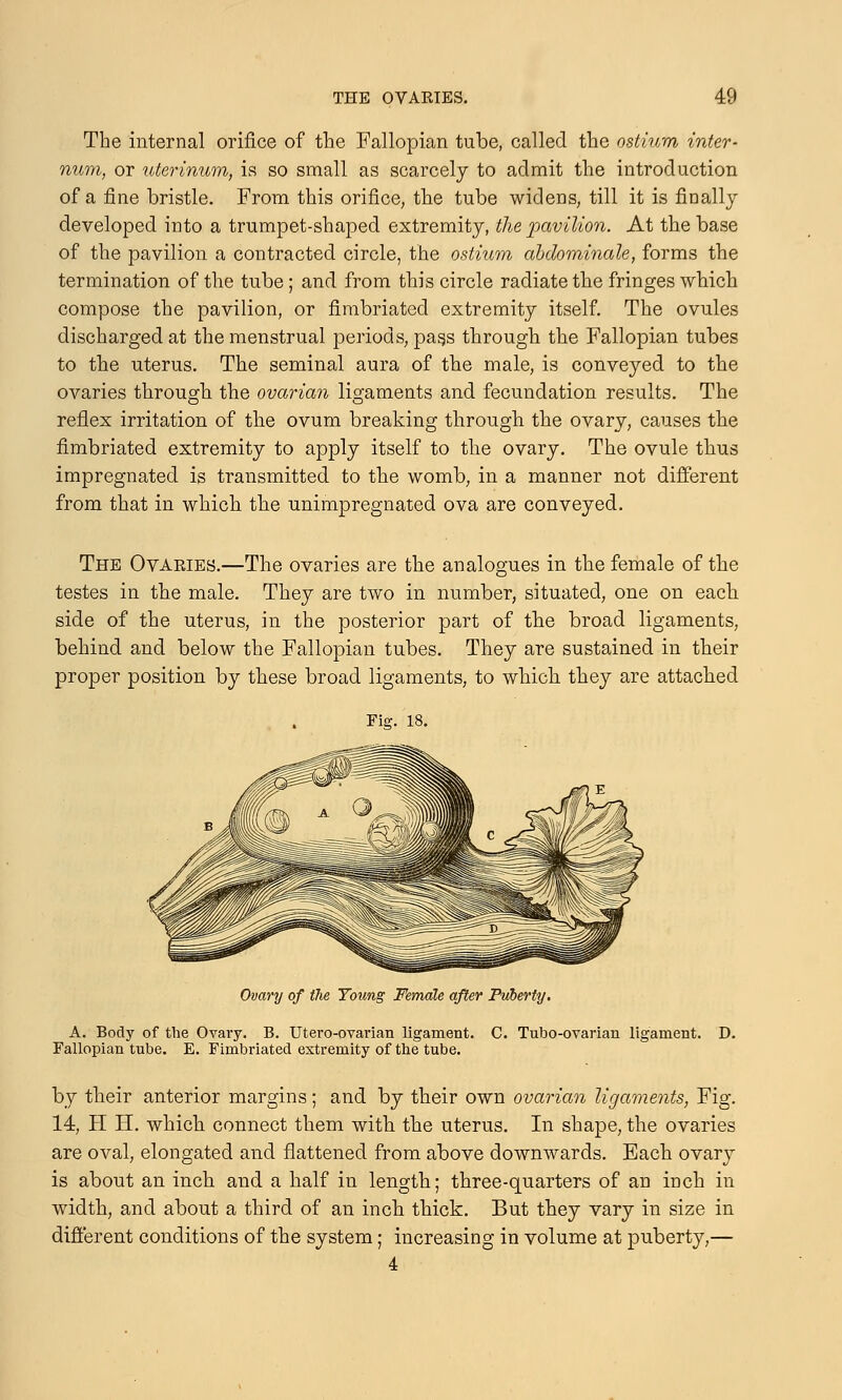 The internal orifice of the Fallopian tube, called the ostium inter- num, or uterinum, is so small as scarcely to admit the introduction of a fine bristle. From this orifice, the tube widens, till it is finally developed into a trumpet-shaped extremity, the pavilion. At the base of the pavilion a contracted circle, the ostium abdominale, forms the termination of the tube; and from this circle radiate the fringes which compose the pavilion, or fimbriated extremity itself. The ovules discharged at the menstrual periods, pass through the Fallopian tubes to the uterus. The seminal aura of the male, is conveyed to the ovaries through the ovarian ligaments and fecundation results. The reflex irritation of the ovum breaking through the ovary, causes the fimbriated extremity to apply itself to the ovary. The ovule thus impregnated is transmitted to the womb, in a manner not different from that in which the unimpregnated ova are conveyed. The Ovaries.—The ovaries are the analogues in the female of the testes in the male. They are two in number, situated, one on each side of the uterus, in the posterior part of the broad ligaments, behind and below the Fallopian tubes. They are sustained in their proper position by these broad ligaments, to which they are attached Fiff; 18. Ovary of the Young Female after Puberty. A. Body of the Ovary. B. Utero-ovarian ligament. C. Tubo-ovarian ligament. D. Fallopian tube. E. Fimbriated extremity of the tube. by their anterior margins; and by their own ovarian ligaments, Fig. 14, H H. which connect them with the uterus. In shape, the ovaries are oval, elongated and flattened from above downwards. Each ovary is about an inch and a half in length; three-quarters of an inch in width, and about a third of an inch thick. But they vary in size in different conditions of the system; increasing in volume at puberty,— 4