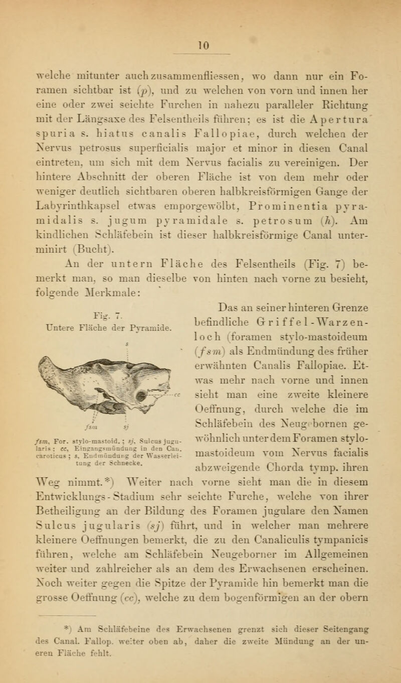 Fig. 7. Untere Fläche der Pvraniide. welche mitunter auchzusammenfliessen, wo dann nur ein Fo- ramen sichtbar ist (p), und zu welchen von vorn und innen her eine oder zwei seichte Furchen in nahezu paralleler Richtung mit der Längsaxe des Felsentheils führen: es ist die Apertura spuria s. hiatus canalis Fallopiae, durch welchen der Nervus petrosns superficialis major et minor in diesen Canal eintreten, um sich mit dem Nervus facialis zu vereinigen. Der hintere Abschnitt der oberen Fläche ist von dem mehr oder weniger deutlich sichtbaren oberen halbkreisförmigen Gange der Labyrinthkapsel etwas emporgewölbt, Prominentia pyra- midalis s. jngnm pyramidale s. petrosum (h). Am kindlichen Schläfebein ist dieser halbkreisförmige Canal unter- minirt Bucht . An der untern Fläche des Felsentheils Fig. 7 be- merkt man. so man dieselbe von hinten nach vorne zu besieht, folgende Merkmale: Das an seiner hinteren Grenze befindliche Griffel-Warzen- loch (foramen stylo-mastoidenm < als Endmündung des früher erwähnten Canalis Fallopiae. Et- was mehr nach vorne und innen sieht man eine zweite kleinere (rang, durch welche die im Schläfebein des Neug bornen _ - wohnlich unter dem Foramen stylo- mastoideum vom Nervus facialis abzweigende Chorda tyrnp. ihren Weg nimmt.*i Weiter nach vorne sieht man die in diesem Entwicklungs - Stadium sehr seichte Furche. welche von ihrer Betheiligung an der Bildung des Foramen iugulare den Xamen Sulcus jugularis sj) führt, und in welcher man mehrere kleinere (Jeffnungen bemerkt, die zu den Canaliculis tympanicis führen, welche am Schläfebein Xeugeborner im Allgemeinen weiter und zahlreicher als an dem des Erwachsenen erscheinen. Noch weil r gegen die Spitze der Pyramide hin bemerkt man die grosse Oeffnung (cc . welche zu dem bogenförmigen an der obern fim. For. stylo-mastoid. ; sj, Sulcus jusu- ..ing^mündung io den Caii. caroticas ; 5, Einimiiudung der V tunsc der Schnecke. Am Schläfebeine des Erwachsenen grenzt sich dieser Seitengang des Canal. Fallop. weiter oben ab, daher die z«reite Mündung an der un- eren Fläche fehlt.