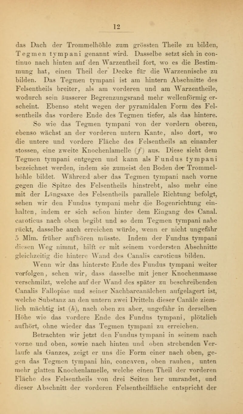 das Dach der Trommelhöhle zum grössten Theile zu bilden. Tegmen tympani genannt wird. Dasselbe setzt sich in con- tinuo nach hinten auf den Warzentheil fort, wo es die Bestim- mung hat, einen Theil der Decke für die Warzennische zu bilden. Das Tegmen tympani ist am hintern Abschnitte des Felsentheiis breiter, als am vorderen und am AA arzentheite, wodurch sein äusserer Begrenzungsrand mehr wellenförmig er- scheint. Ebenso steht wegen der pyramidalen Form des Fel- sentheils das vordere Ende des Tegmen tiefer, als das hintere. So wie das Tegmen tympani von der vordem oberen, ebenso wächst an der vorderen untern Kante, also dort, wo die untere und vordere Fläche des Felsentheils an einander stossen, eine zweite Knochenlamelle f aus. Diese sieht dem Tegmen tympani entgegen und kann als Fundus tympani bezeichnet werden, indem sie zumeist den Boden der Trommel- höhle bildet. Während aber das Tegmen tympani nach vorne gegen die Spitze des Felsentheils hinstrebt, also mehr eine mit der Längsaxe de? Felsentheiis parallele Richtung befolgt, sehen wir den Fundus tympani mehr die Bogenrichtung ein- halten, indem er sich schon hinter dem Eingang des Canal. cai oticus nach oben begibt und so dem Tegmen tympani nahe rückt, dasselbe auch erreichen würde, wenn er nicht ungefähr 5 Mim. früher aufhören müsste. Indem der Fundus tympani W _ nimmt, hilft er mit seinem vordersten Abschnitte gleichzeitig die hinter'.- Wand dos (Janalis carotieus bilden. Wenn wir das hinterste Ende des Fundus tympani weiter verfolgen, sehen wir. dass dasselbe mit jener Knochenmasse verschmilzt, welche auf der Wand des später zu beschreibenden Oanalis Fallopiae und seiner Xachbarcanälehen aufgelagert ist. welche Substanz an den untern zwei Dritteln dieser Canäle ziem- lich mächtig ist /> . nach oben zu aber, ungefähr in derselben Höhe wie das vordere Ende des Fundus tympani, plötzlich aufhört, ohne wieder das Tegmen tympani zu erreichen. Betrachten wir jetzt den Fundus tympani in seinem nach vorne und oben, sowie nach hinten und oben strebenden Ver- laufe als Ganzes, zeigt er uns die Form einer nach oben, ge- uren das Tegmen tympani hin. concaven, oben rauhen, unten mehr glatten Knochenlamelle, welche einen Theil der vorderen Fläche des Felsentheiis von drei Seiten her umrandet, und dieser Abschnitt der vorderen Felsentheilrläche entspricht der