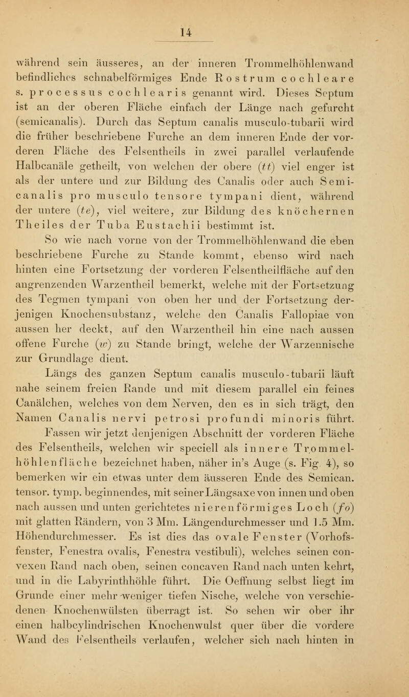 während sein äusseres, an der inneren Trommelhöhlenwand befindliches schnabelförmiges Ende Rostrum coclileare s. processus cochlearis genannt wird. Dieses Septum ist an der oberen Fläche einfach der Länge nach gefurcht (semicanalis). Durch das Septum canalis musculo-tubarii wird die früher beschriebene Furche an dem inneren Ende der vor- deren Fläche des Felsentheils in zwei parallel verlaufende Halbcanäle getheilt, von welchen der obere (tt) viel enger ist als der untere und zur Bildung des Canalis oder auch Semi- canalis pro musculo tensore tympani dient, während der untere (te), viel weitere, zur Bildung des knöchernen T heil es der Tuba Eustachii bestimmt ist. So wie nach vorne von der Trommelhöhlenwand die eben beschriebene Furche zu Stande kommt, ebenso wird nach hinten eine Fortsetzung der vorderen Felsentheilfläche auf den angrenzenden Warzentheil bemerkt, welche mit der Fortsetzung des Tegmen tympani von oben her und der Fortsetzung der- jenigen Knochensubstanz, welche den Canalis Fallopiae von aussen her deckt, auf den Warzentheil hin eine nach aussen offene Furche (w) zu Stande bringt, welche der Warzennische zur Grundlage dient. Längs des ganzen Septum canalis musculo-tubarii läuft nahe seinem freien Rande und mit diesem parallel ein feines Canälchen, welches von dem Nerven, den es in sich trägt, den Namen Canalis nervi petrosi profundi minoris führt. Fassen wir jetzt denjenigen Abschnitt der vorderen Fläche des Felsentheils, welchen wir speciell als innere Trommel- höhlenfläche bezeichnet haben, näher in's Auge (s. Fig. 4), so bemerken wir ein etwas unter dem äusseren Ende des Semican. tensor. tymp. beginnendes, mit seiner Längsaxe von innen und oben nach aussen und unten gerichtetes nierenförmiges Loch (fo) mit glatten Rändern, von 3 Mm. Längendurchmesser und 1.5 Mm. Höhendurchmesser. Es ist dies das ovale Fenster (Vorhofs- fenster, Fenestra ovalis, Fenestra vestibuli), welches seinen con- vexen Rand nach oben, seinen concaven Rand nach unten kehrt, und in die Labyrinthhöhle führt, Die Oeffnung selbst liegt im Grunde einer mehr -weniger tiefen Nische, welche von verschie- denen Knochenwülsten überragt ist. So sehen wir ober ihr einen halbcylindrischen Knochenwulst quer über die vordere Wand des Felsentheils verlaufen, welcher sich nach hinten in