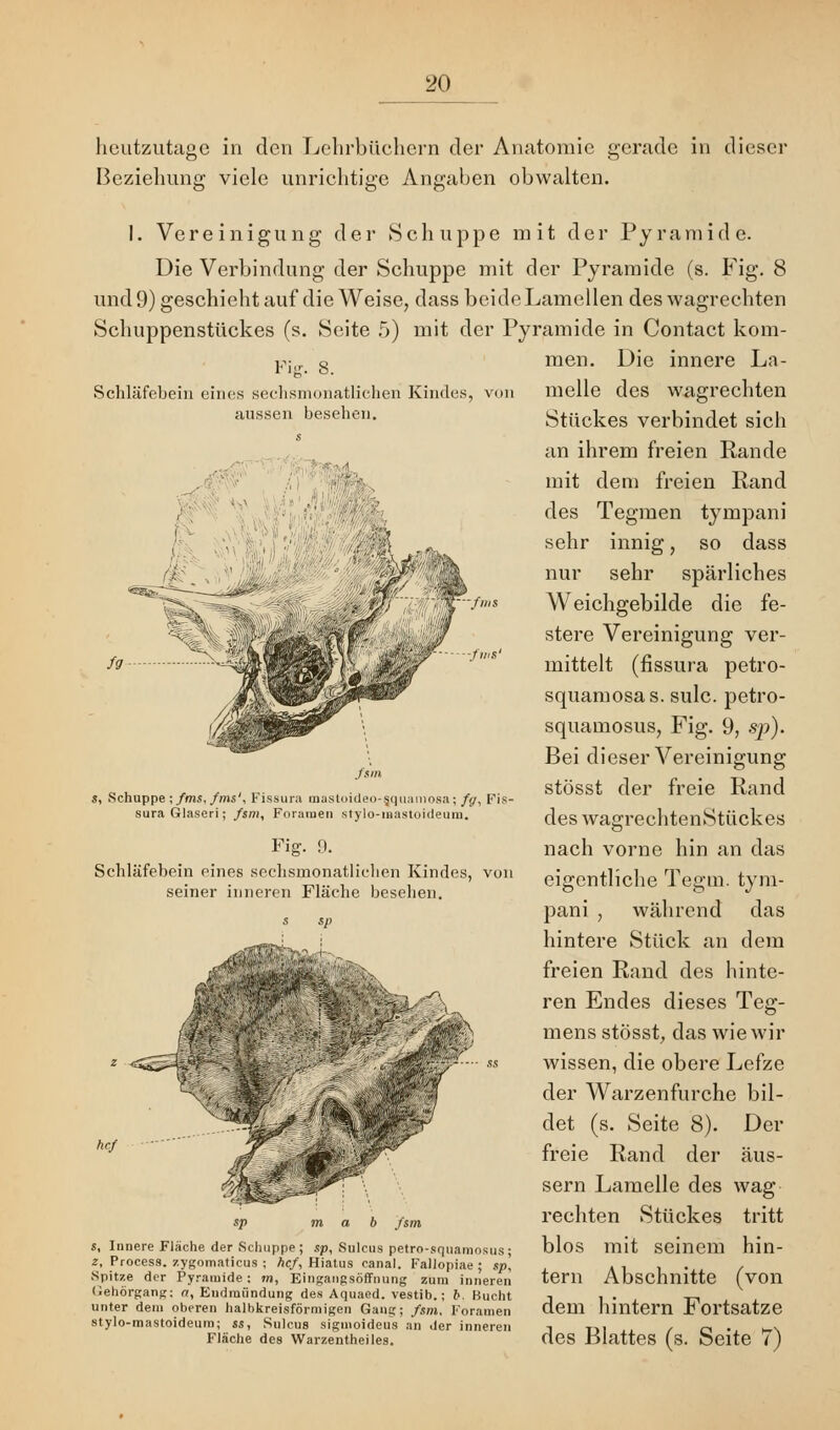 Fig. 8. Schläfehein eines sechsmonatlieheri Kinde! aussen besehen. /ms heutzutage in den Lehrbüchern der Anatomie gerade in dieser Beziehung viele unrichtige Angaben obwalten. I. Vereinigung der Schuppe mit der Pyramide. Die Verbindung der Schuppe mit der Pyramide (s. Fig. 8 und 9) geschieht auf die Weise, dass beide Lamellen des wagrechten Schuppenstückes (s. Seite 5) mit der Pyramide in Contact kom- men. Die innere La- melle des wagrechten Stückes verbindet sich an ihrem freien Rande mit dem freien Rand des Tegmen tympani sehr innig, so dass nur sehr spärliches Weichgebilde die fe- stere Vereinigung ver- mittelt (fissura petro- squamosas. sulc. petro- squamosus, Fig. 9, sp). Bei dieser Vereinigung stösst der freie Rand des wagrechtenStückes nach vorne hin an das eigentliche Tegm. tym- pani , während das hintere Stück an dem freien Rand des hinte- ren Endes dieses Teg- mens stösst, das wie wir wissen, die obere Lefze der Warzenfurche bil- det (s. Seite 8). Der freie Rand der äus- sern Lamelle des wag rechten Stückes tritt blos mit seinem hin- tern Abschnitte (von dem hintern Fortsatze des Blattes (s. Seite 7) s, Schuppe ; /ms, /ms', Fissura mastoideo-a.quamo8a; /</, Fis- sura Glaseri; /s/n, Foraraen stylo-mastoideum. Fig. 9. Schläfebein eines sechsmonatlicheri Kindes, von seiner inneren Fläche besehen. s. Innere Flache der Schuppe; sp, Sulcus petro-squamosus: z, Process. zygomaticus ; hef, Hiatus canal. Faliopiae ; *p, Spitze der Pyramide: m, Eingangsöffnung zum inneren T.ehörgang; a, Eudmiindung des Aquaed. vestib.; b. Bucht unter dem oberen halbkreisförmigen Gang; /sm, Foramen stylo-mastoideum; ss, Sulcus siguioideus an der inneren Fläche des Warzentheiles.