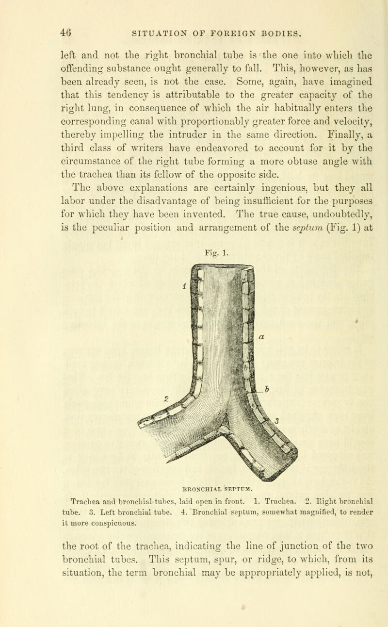 left and not the right bronchial tube is the one into which the offending substance ought generally to fall. This, however, as has been already seen, is not the case. Some, again, have imagined that this tendency is attributable to the greater capacity of the right lung, in consequence of which the air habitually enters the corresponding canal with proportionally greater force and velocity, thereby impelling the intruder in the same direction. Finally, a third class of writers have endeavored to account for it by the circumstance of the right tube forming a more obtuse angle with the trachea than its fellow of the opposite side. The above explanations are certainly ingenious, but they all labor under the disadvantage of being insufficient for the purposes for which they have been invented. The true cause, undoubtedly, is the peculiar position and arrangement of the septum (Fig. 1) at Fie. 1. BRONCHIAL SEPTUM. Trachea and bronchial tubes, laid open in front. 1. Trachea. 2. Eight bronchial tube. 3. Left bronchial tube. 4. Bronchial septum, somewhat magnified, to render it more conspicuous. the root of the trachea, indicating the line of junction of the two bronchial tubes. This septum, spur, or ridge, to which, from its situation, the term bronchial may be appropriately applied, is not,