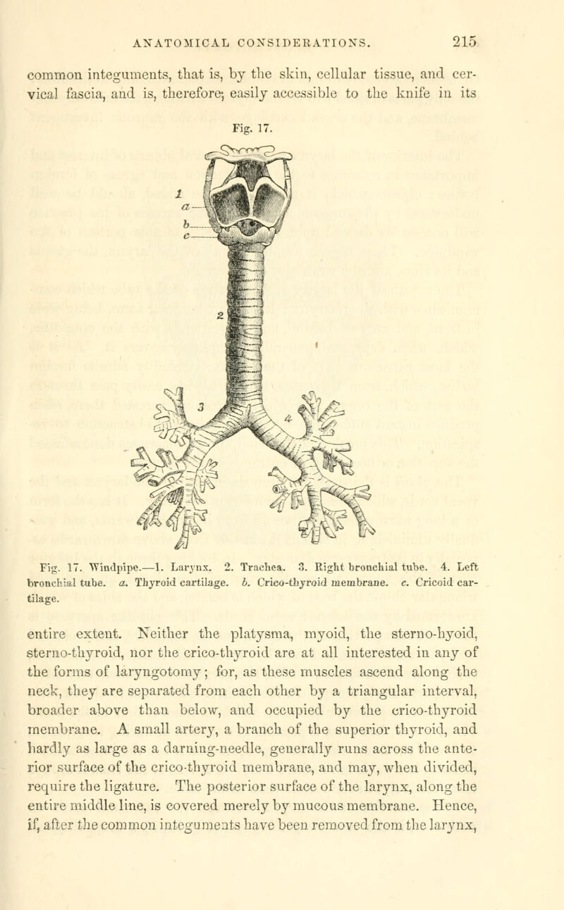 common integuments, that is, by the skin, cellular tissue, and cer- vical fascia, and is, therefore-, easily accessible to the knife in its Fig. 17. Fig. 17. Windpipe.—1. Larynx. 2. Trachea. 3. Right bronchial tube. 4. Left bronchial tube. a. Thyroid cartilage, b. Crieo-thyroid membrane, c. Cricoid car- tilage. entire extent. Neither the platysma, myoid, the sterno-hyoid, sterno-thyroid, nor the cricothyroid are at all interested in any of the forms of laryngotomy; for, as these muscles ascend along the neck, they are separated from each other by a triangular interval, broader above than below, and occupied by the crico-thyroid membrane. A small artery, a branch of the superior thyroid, and hardly as large as a darning-needle, generally runs across the ante- rior surface of the crico-thyroid membrane, and may, when divided, require the ligature. The posterior surface of the larynx, along the entire middle line, is covered merely by mucous membrane. Hence, if, after the common integuments have been removed from the larynx,