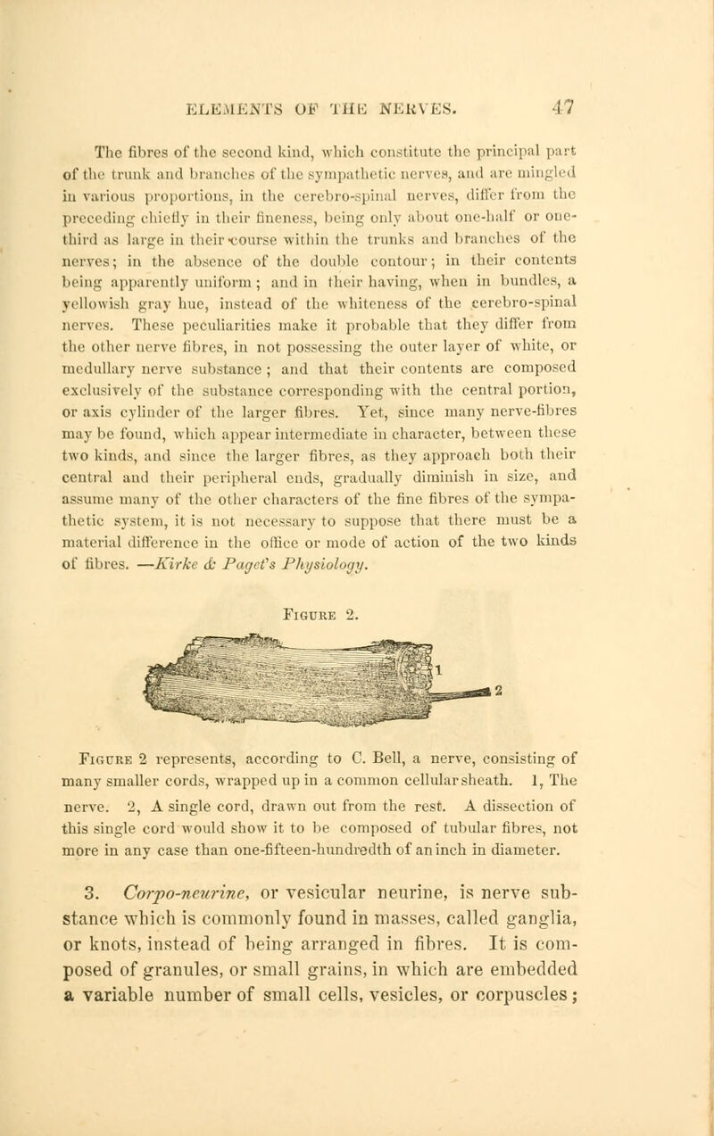 The fibres of the second kind, which constitute the principal part of the trunk and branches of the sympathetic nerves, and arc mingled in various proportions, in the cerebrospinal nerves, differ from the preceding chiefly in their fineness, being only about one-half or one- third as large in their -course within the trunks and branches of the nerves; in the absence of the double contour; in their contents being apparently uniform ; and in their having, when in bundles, a yellowish gray hue, instead of the whiteness of the cerebro-spinal nerves. These peculiarities make it probable that they differ from the other nerve fibres, in not possessing the outer layer of white, or medullary nerve substance ; and that their contents are composed exclusively of the substance corresponding with the central portion, or axis cylinder of the larger fibres. Yet, since many nerve-fibres may be found, which appear intermediate in character, between these two kinds, and since the larger fibres, as they approach both their central and their peripheral ends, gradually diminish in size, and assume many of the other characters of the fine fibres of the sympa- thetic system, it is not necessary to suppose that there must be a material difference in the olliee or mode of action of the two kinds of fibres. —Kirke &' PagcCs Physiology. Figure 2 represents, according to C. Bell, a nerve, consisting of many smaller cords, wrapped up in a common cellular sheath. 1, The nerve. 2, A single cord, drawn out from the rest. A dissection of this single cord would show it to be composed of tubular fibres, not more in any case than one-fifteen-hundredth of an inch in diameter. 3. Corpo-neurine, or vesicular neurine, is nerve sub- stance which is commonly found in masses, called ganglia, or knots, instead of being arranged in fibres. It is com- posed of granules, or small grains, in which are embedded a variable number of small cells, vesicles, or corpuscles;