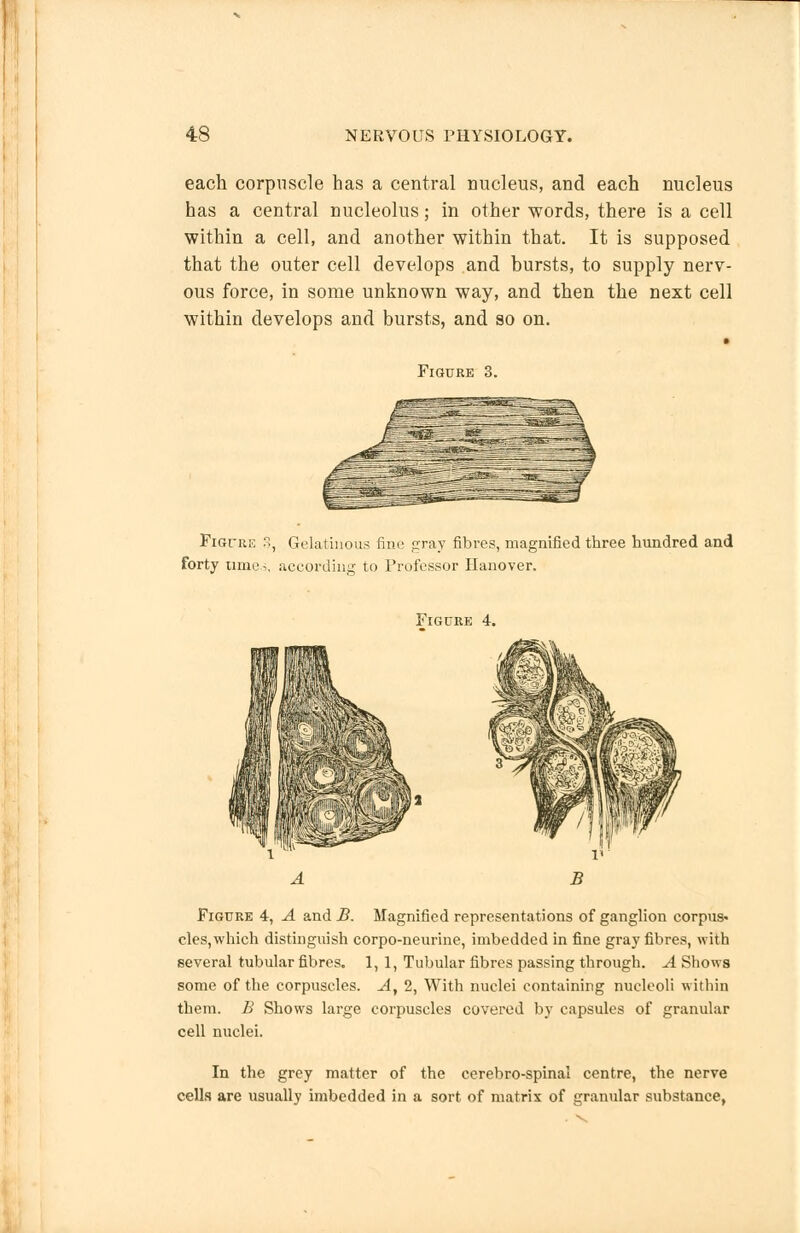 each corpuscle has a central nucleus, and each nucleus has a central nucleolus; in other words, there is a cell within a cell, and another within that. It is supposed that the outer cell develops and bursts, to supply nerv- ous force, in some unknown way, and then the next cell within develops and bursts, and so on. Figure 3. Figure , Gelatinous fine pray fibres, magnified three hundred and forty time*, according to Professor Hanover. Figure 4. Figure 4, A and B. Magnified representations of ganglion corpus- cles,which distinguish corpo-neurine, imbedded in fine gray fibres, with several tubular fibres. 1,1, Tubular fibres passing through. A Shows some of the corpuscles. Af 2, With nuclei containing nucleoli within them. B Shows large corpuscles covered by capsules of granular cell nuclei. In the grey matter of the cerebro-spinal centre, the nerve cells are usually imbedded in a sort of matrix of granular substance,