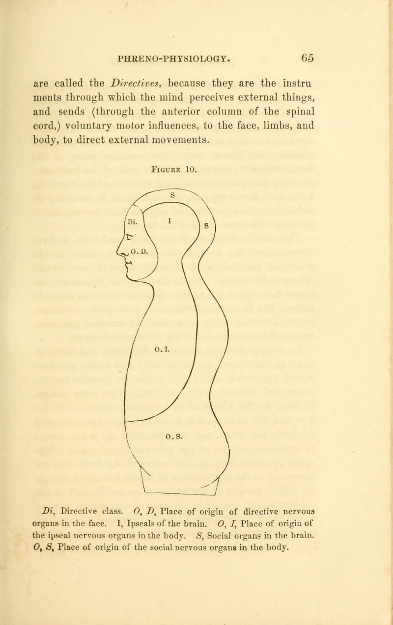are called the Directives, because they are the instru ments through which the mind perceives external things, and sends (through the anterior column of the spinal cord,) voluntary motor influences, to the face, limbs, and body, to direct external movemeuts. Figure 10. Di, Directive class. 0, D, Place of origin of directive nervous organs in the face. I, Ipseals of the brain. 0, /, Place of origin of the inseal nervous organs in the body. S, Social organs in the brain, Oy S, Place of origin of the social nervous organs in the body.