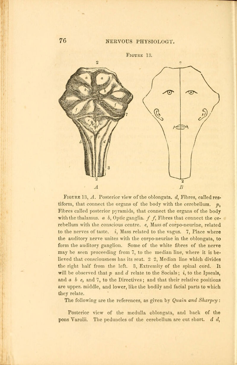 Figure 13. Figure 13, A. Posterior view of the oblongata, d, Fibres, called res- tiform, that connect the organs of the body with the cerebellum. pt Fibres called posterior pyramids, that connect the organs of the body with the thalamus, a b, Optic ganglia. / f, Fibres that connect the ce- rebellum with the conscious centre. <?, Mass of corpo-neurine, related to the nerves of taste, i, Mass related to the vagus. 7, Place where the auditory nerve unites with the corpo-neurine in the oblongata, to form the auditory ganglion. Some of the white fibres of the nerve may be seen proceeding from 7, to the median line, where it is be- lieved that consciousness has its seat. 2 2, Median line which divides the right half from the left. 3, Extremity of the spinal cord. It will be observed that p and d relate to the Socials; i, to the Ipseals, and a b e, and 7, to the Directives; and that their relative positions are upper, middle, and lower, like the bodily and facial parts to which they relate. The following are the references, as given by Quain and Sharper/ : Posterior view of the medulla oblongata, and back of the pons Varolii. The peduncles of the cerebellum are cut short, d d,