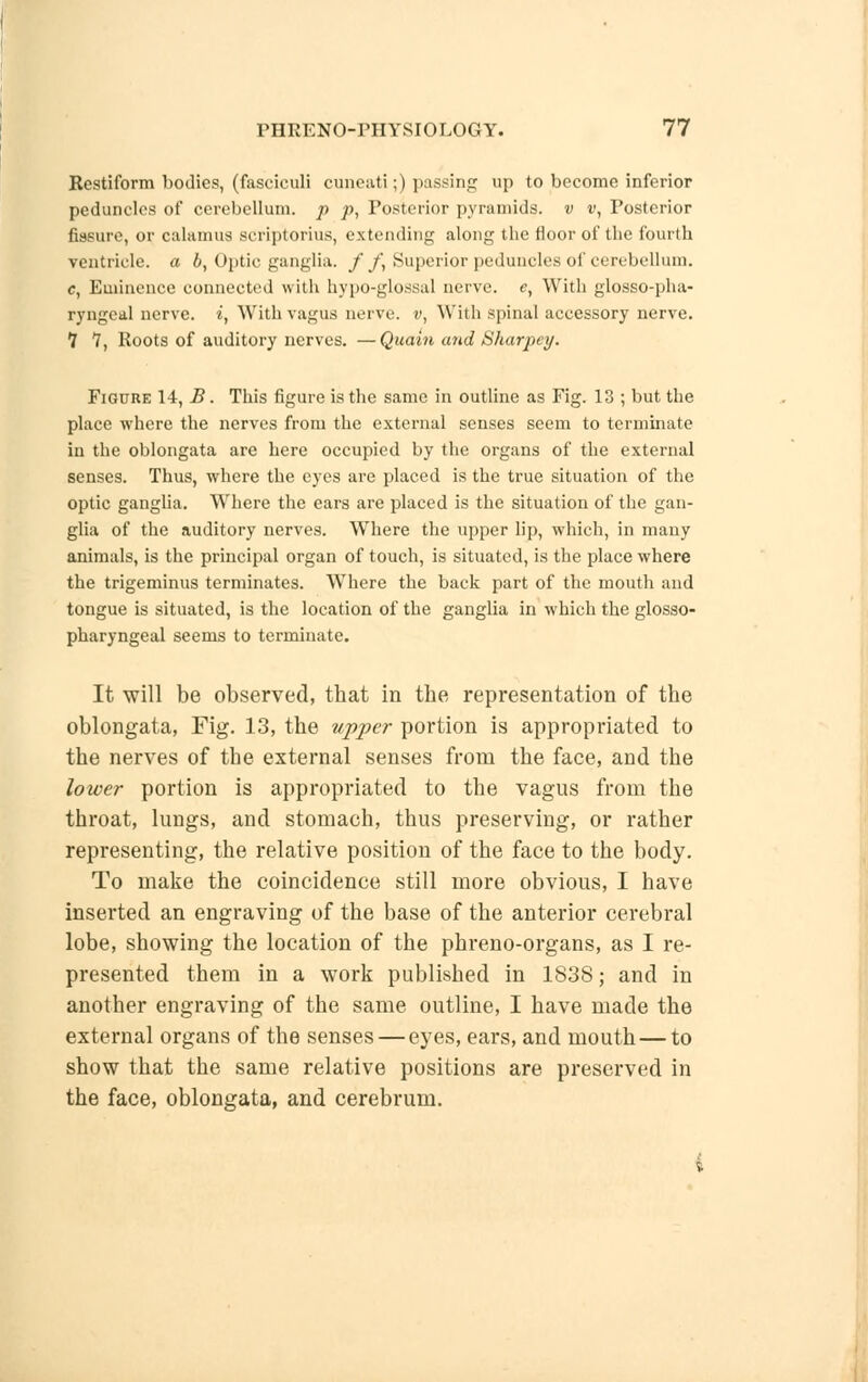 Restiform bodies, (fasciculi cuneati;) passing up to become inferior peduncles of cerebellum, p p, Posterior pyramids, v v, Posterior fissure, or calamus scriptorius, extending along the floor of the fourth ventricle, a b, Optic ganglia. / £ Superior peduncles of cerebellum. c, Eminence connected with hypo-glossal nerve, e, With glosso-pha- ryngeal nerve, i, With vagus nerve, v, Willi spinal accessory nerve. 1 7, Roots of auditory nerves. — Quain and Sharpey. Figure 14, B. This figure is the same in outline as Fig. 13 ; but the place where the nerves from the external senses seem to terminate in the oblongata are here occupied by the organs of the external senses. Thus, where the eyes are placed is the true situation of the optic ganglia. Where the ears are placed is the situation of the gan- glia of the auditory nerves. Where the upper lip, which, in many animals, is the principal organ of touch, is situated, is the place where the trigeminus terminates. Where the back part of the mouth and tongue is situated, is the location of the ganglia in which the glosso- pharyngeal seems to terminate. It will be observed, that in the representation of the oblongata, Fig. 13, the upper portion is appropriated to the nerves of the external senses from the face, and the lower portion is appropriated to the vagus from the throat, lungs, and stomach, thus preserving, or rather representing, the relative position of the face to the body. To make the coincidence still more obvious, I have inserted an engraving of the base of the anterior cerebral lobe, showing the location of the phreno-organs, as I re- presented them in a work published in 1838; and in another engraving of the same outline, I have made the external organs of the senses — eyes, ears, and mouth — to show that the same relative positions are preserved in the face, oblongata, and cerebrum.