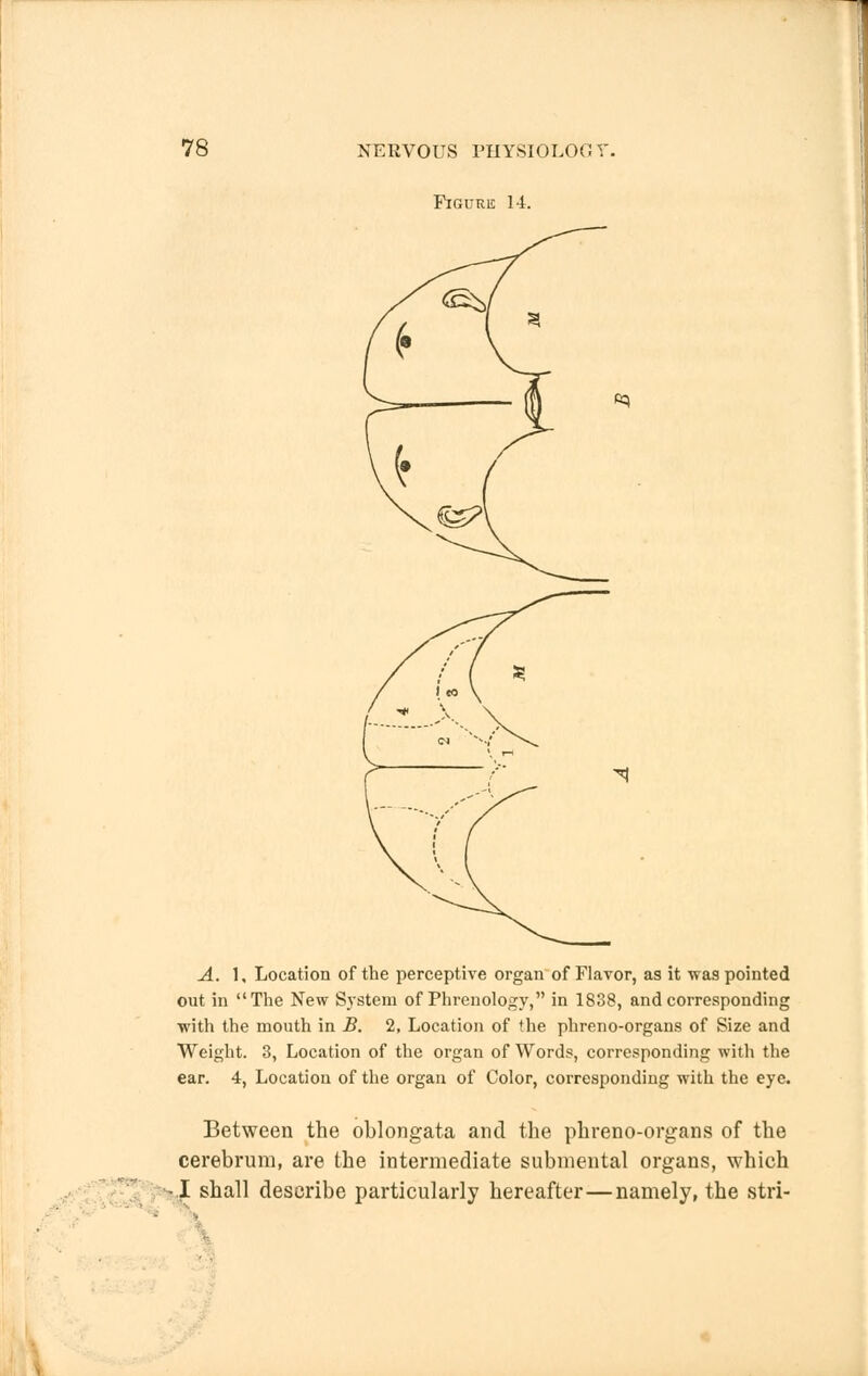 Figure 14. A. 1, Location of the perceptive organ of Flavor, as it was pointed out in The New System of Phrenology, in 1838, and corresponding with the mouth in B. 2, Location of the phreno-organs of Size and Weight. 3, Location of the organ of Words, corresponding with the ear. 4, Location of the organ of Color, corresponding with the eye. Between the oblongata and the phreno-organs of the cerebrum, are the intermediate submental organs, which -1 shall describe particularly hereafter—namely, the stri-
