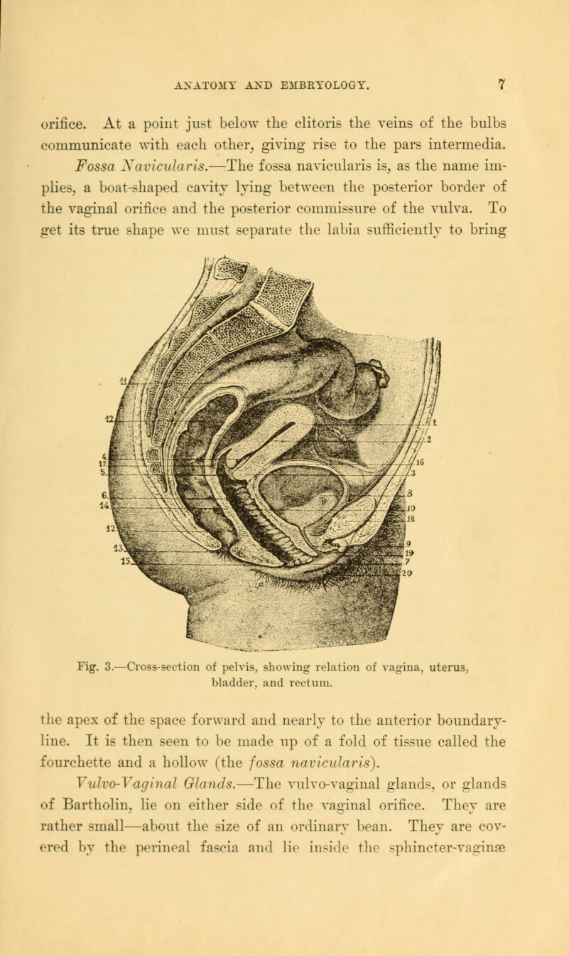 orifice. At a point just below the clitoris the veins of the bulbs communicate with each other, giving rise to the pars intermedia. Fossa Navicularis.—The fossa navicularis is, as the name im- plies, a boat-shaped cavity lying between the posterior border of the vaginal orifice and the posterior commissure of the vulva. To get its true shape we must separate the labia sufficiently to bring Fig. 3.—Cross-section of pelvis, showing relation of vagina, uterus, bladder, and rectum. the apex of the space forward and nearly to the anterior boundary- line. It is then seen to be made up of a fold of tissue called the fourchette and a hollow (the fossa navicularis). Vulv(hV<iginal Glands.—The vulvo-vaginal glands, or glands of Bartholin, lie on either side of the vaginal orifice. They are rather small—about the size of an ordinary bean. They are cov- ered by the perineal fascia and lie Inside the sphincter-vaginae