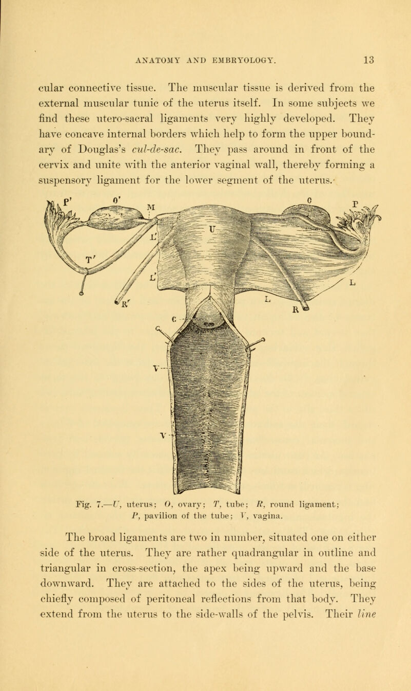 cular connective tissue. The muscular tissue is derived from the external muscular tunic of the uterus itself. In some subjects we find these utero-sacral ligaments very highly developed. They have concave internal borders which help to form the upper bound- ary of Douglas's cul-de-sac. They pass around in front of the cervix and unite with the anterior vaginal wall, thereby forming a suspensory ligament for the lower segment of the uterus.' Fig. U, uterus; 0, ovary; T, tube; R, round ligament; P, pavilion of the tube; V, vagina. The broad ligaments are two in number, situated one on either side of the uterus. They are rather quadrangular in outline and triangular in cross-section, the apex being upward and the base downward. They are attached to the sides of the uterus, being chiefly composed of peritoneal reflections from that body. They extend from the uterus to the side-walls of the pelvis. Their line