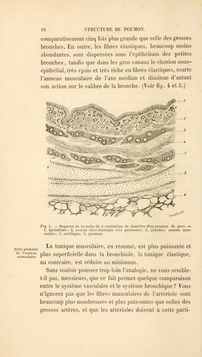 comparativement cinq fois plus grande que celle des grosses bronches. En outre, les fibres élastiques, beaucoup moins abondantes, sont dispersées sous l'épilhélium des petites bronches, tandis que dans les gros canaux le chorion sous- épithélial, très épais et très riche en fibres élastiques, écarte l'anneau musculaire de l'axe médian et diminue d'autant son action sur le calibre de la bronche. (Voir fig. 4 et 5.) ■'-> .* •-, fpfcfe .H^^^^W Fig. S. — Segment de bronche de 1 centimètre de diamètre d'un poumon de porc. — i, épithélium ; 2, couche fibro-élastique très puissante; 3, glandes; anneau mus- culaire; 5, cartilages; G, poumon. Rôle probable de l'anneau musculaire. La tunique musculaire, en résumé, est plus puissante et 1 plus superficielle dans la bronchiole, la tunique élastique, au contraire, est réduite au minimum. Sans vouloir pousser trop loin l'analogie, ne vous semble- t-il pas, messieurs, que ce fait permet quelque comparaison entre le système vasculaire et le système bronchique ? Vous n'ignorez pas que les fibres musculaires de l'artériole sont beaucoup plus nombreuses et plus puissantes que celles des grosses artères, et que les artérioles doivent à cette parti-