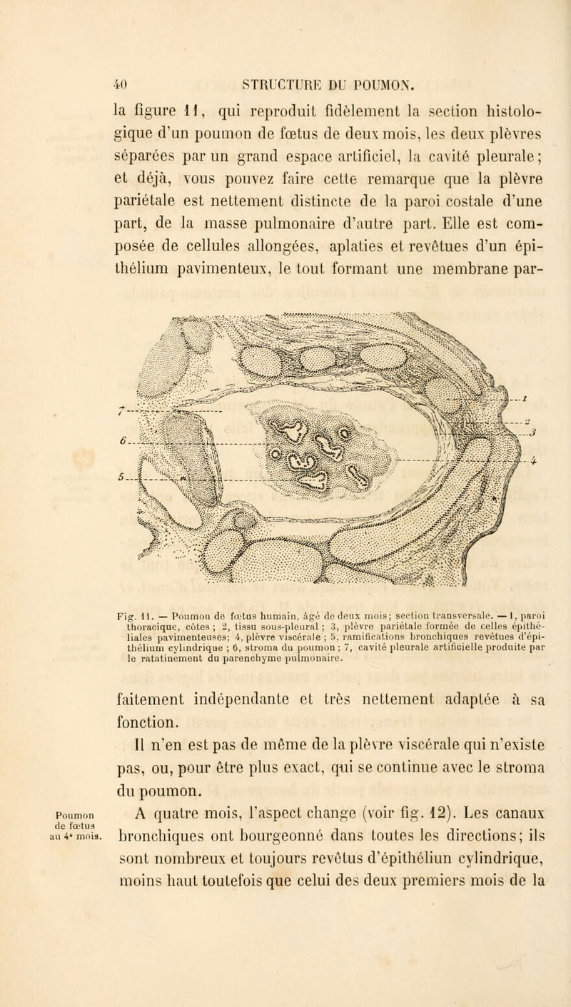 la figure 11, qui reproduit fidèlement la section histolo- gique d'un poumon de fœtus de deux mois, les deux plèvres séparées par un grand espace artificiel, la cavité pleurale; et déjà, vous pouvez faire cette remarque que la plèvre pariétale est nettement distincte de la paroi costale d'une part, de la masse pulmonaire d'autre part. Elle est com- posée de cellules allongées, aplaties et revêtues d'un épi- thélium pavimenteux, le tout formant une membrane par- —3 Fig. 11. — Poumou de fœtus humain. Agé do deux mois; section transversale. —1, paroi thoracique, cotes ; 2, tissu sous-pleural ; 3, plèvre pariétale formée de celles épithé- liales pavimenteuses; 4, plèvre viscérale ; S. ramifications bronchiques revêtues d'épi- thélium cylindrique ; G, stroma du poumon ; 7, cavité pleurale artificielle produite par le ratatinement du parenchyme pulmonaire. Poumon de fœtus au 4« mois. faitement indépendante et très nettement adaptée à sa fonction. Il n'en est pas de même de la plèvre viscérale qui n'existe pas, ou, pour être plus exact, qui se continue avec le stroma du poumon. A quatre mois, l'aspect change (voir fig. 12). Les canaux bronchiques ont bourgeonné dans toutes les directions; ils sont nombreux et toujours revêtus d'épithéliun cylindrique, moins haut toutefois que celui des deux premiers mois de la