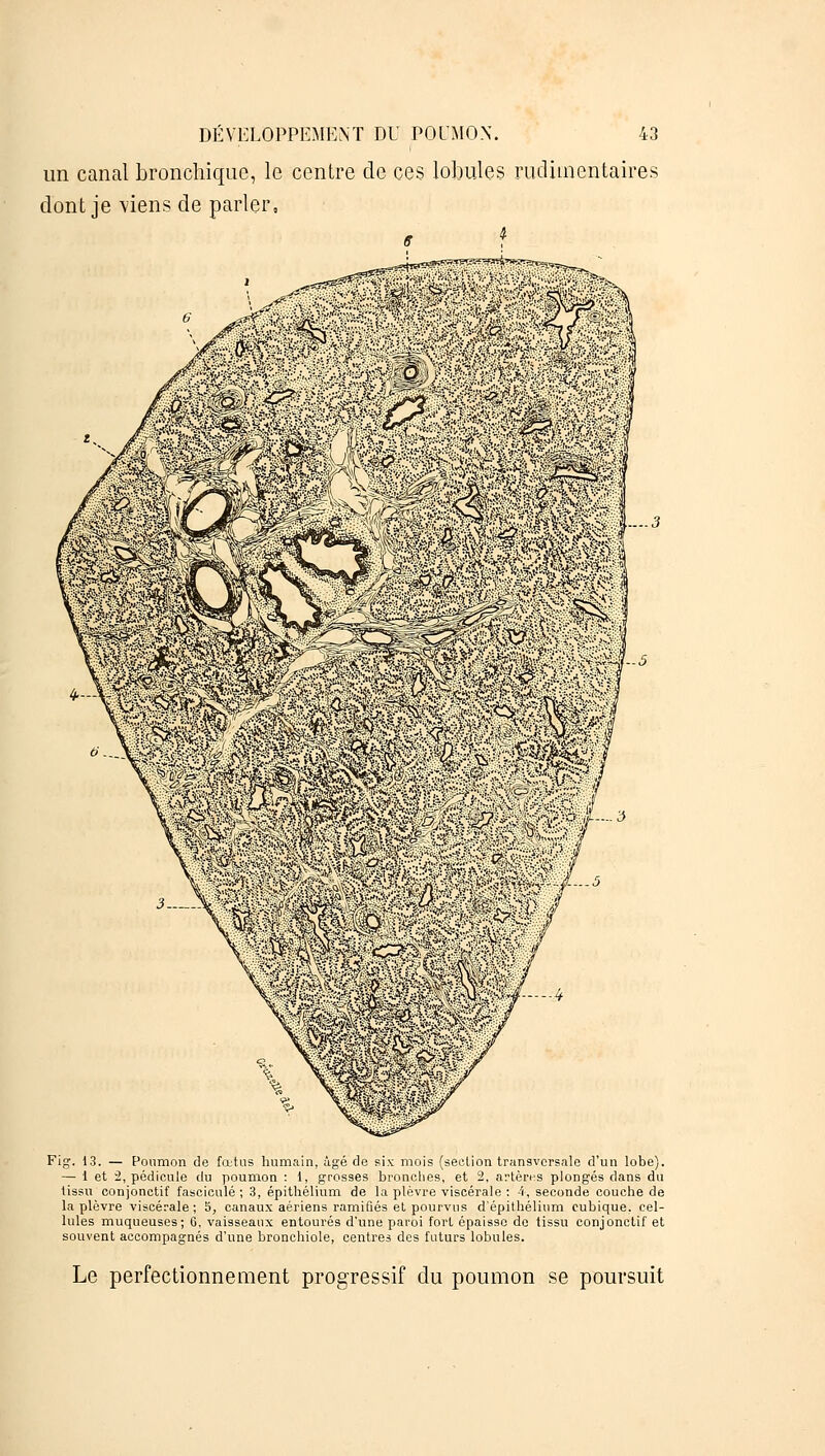 un canal bronchique, le centre de ces lobules rudimentaires dont je \iens de parler. ....3 ig. 13. — Poumon de fœtus humain, âgé de six mois (seelion transversale d'un lobe). — 1 et 2, pédicule du poumon : 1, grosses bronches, et 2. artères plongés dans du tissu conjonctif fascicule; 3, épithélium de la plèvre viscérale : 4, seconde couche de la plèvre viscérale ; 5, canaux aériens ramifiés et pourvus d'épithélium cubique, cel- lules muqueuses; G, vaisseaux entourés d'une paroi fort épaisse de tissu conjonctif et souvent accompagnés d'une bronchiole, centres des futurs lobules. Le perfectionnement progressif du poumon se poursuit