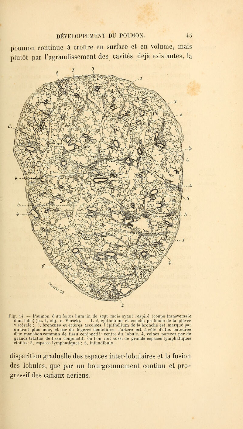 poumon continue à croître en surface et en volume, mais plutôt par l'agrandissement des cavités déjà existantes, la Fig. 14. — Pottmôii d'Utl fœtus Immain de sept mois ayant respiré (coupe transversale d'un lobe) (oc. 1, obj. o, Verick). — 1. 2, épithélium et couche profonde de la plèvre viscérale ; 3, bronches et artères accolées, l'épithélium de la bronche est marqué par un trait plus noir, et par de légères dentelures, l'artère est à côté d'elle, entourée d'un manchon commun de tissu conjoilctif ■; centre du lobule. 4, veines portées par do grands tractus de tissu conjonctif, où l'on voit aussi de grands espaces lymphatiques étoiles; 5, espaces lymphatiques ; 6, infundibula. disparition graduelle des espaces inter-lobulaires et la fusion des lobules, que par un bourgeonnement continu et pro- gressif des canaux aériens.