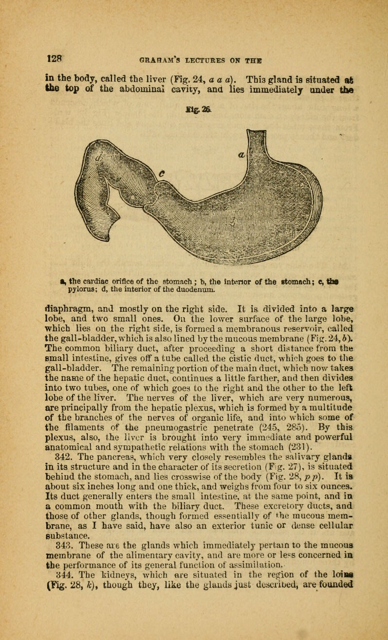 in the body, called the liver (Fig. 24, a a a). Thi3 gland is situated at the top of the abdominal cavity, ana lies immediately under the «, tbe cardiac orifice of the stomach ; b, the interior of the stomach; c, tho pylorus; d, the interior of the duodenum. diaphragm, and mostly on the right side. It is divided into a large lobe, and two small ones. On the lower surface of the large lobe, which lies on the right side, is formed a membranous reservoir, called the gall-bladder, which is also lined by the mucous membrane (Fig. 24, b). The common biliary duct, after proceeding a short distance from the email intestine, gives off a tube called the cistic duct, which goes to the gall-bladder. The remaining portion of the main duct, which now takes the name of the hepatic duct, continues a little farther, and then divides into two tubes, one of which goes to the right and the other to the left lobe of the liver. The nerves of the liver, which are very numerous, are principally from the hepatic plexus, which is formed hy a multitude of the branches of the nerves of organic life, and into which some of the filaments of the pneuniogastric penetrate (245, 286). By this plexus, also, the liver is brought into very immediate and powerful anatomical and sympathetic relations with the stomach (231). 342. The pancreas, which very closely resembles the salivary glanda in its structure and in the character of its secretion (Fig. 27), is situated behiud the stomach, and lies crosswise of the body (Fig. 28, pp). It is about six inches long and one thick, and weighs from four to six ounces. Its duct generally enters the small intestiue, at, the same point, and in a common mouth with the biliary duct. These excretory ducts, and those of other glands, though formed essentially of 'he mucous mem- brane, as I have said, have also an exterior tunic or dense cellular substance. 343. These are the glands which immediately pertain to the mucous membrane of the alimentary cavity, and are more or less concerned in the performance of its general function of assimilation. 344. The kidneys, which are situated in the region of the loiss (Fig. 28, k), though they, like the glands just described, are founded