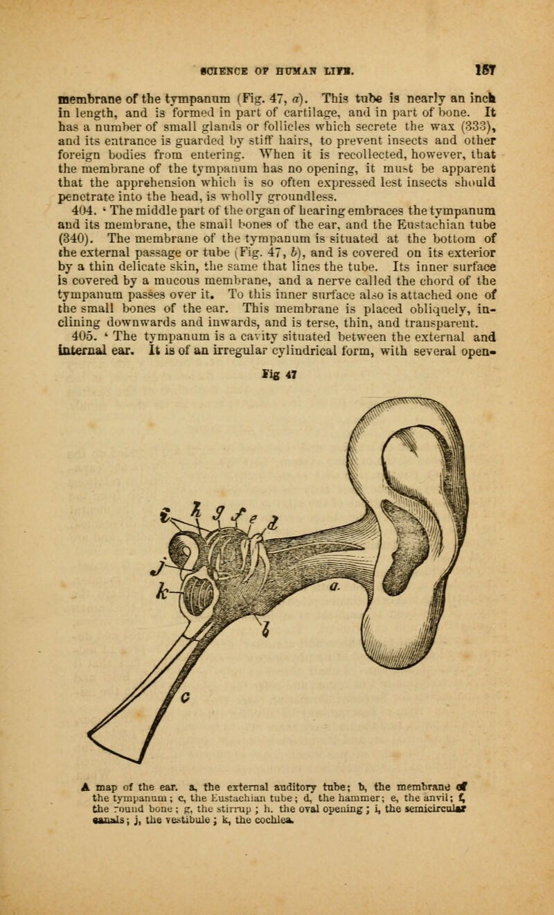 membrane of the tympanum (Fig. 47, a). This tube is nearly an inch in length, and is formal in part of cartilage, and in part of bone. It has a number of small glands or follicles which secrete the wax (333), and its entrance is guarded by stiff hairs, to prevent insects and other foreign bodies from entering. When it is recollected, however, that the membrane of the tympanum has no opening, it must be apparent that the apprehension which is so often expressed lest insects should penetrate into the head, is wholly groundless. 404. ' The middle part of the organ of hearing embraces the tympanum and its membrane, the smail bones of the ear, and the Eustachian tube (340). The membrane of the tympanum is situated at the bottom of jhe external passage or tube (Fig. 47, b), and is covered on its exterior by a thin delicate skin, the same that lines the tube. Its inner surface is covered by a mucous membrane, and a nerve called the chord of the tympanum passes over it. To this inner surface also is attached one of the small bones of the ear. This membrane is placed obliquely, in- clining downwards and inwards, and is terse, thin, and transparent. 405. ' The tympanum is a cavity situated between the external and Internal ear. It is of an irregular cylindrical form, with several open- fig 47 A map of the ear. a, the external anditory tube; b, the membrane of the tympanum; c, the Eustachian tube; d, the hammer; e, the anvil; t, the round bone ; g, the stirrup ; h. the oval opening; i, the semicircular •seals; j, the vestibule; k, the cochlea.